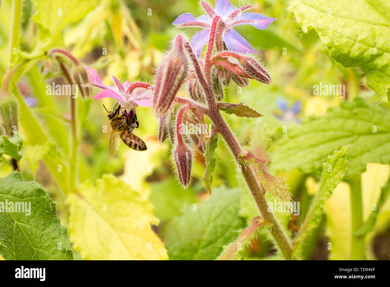 Honeybee pollinating borage growing in a garden in Maple Valley, Washington, USA Stock Photo