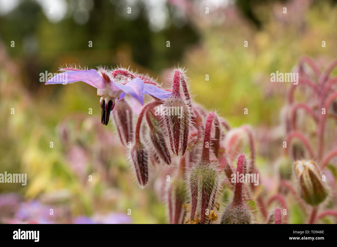 Borage growing in a garden in Maple Valley, Washington, USA Stock Photo