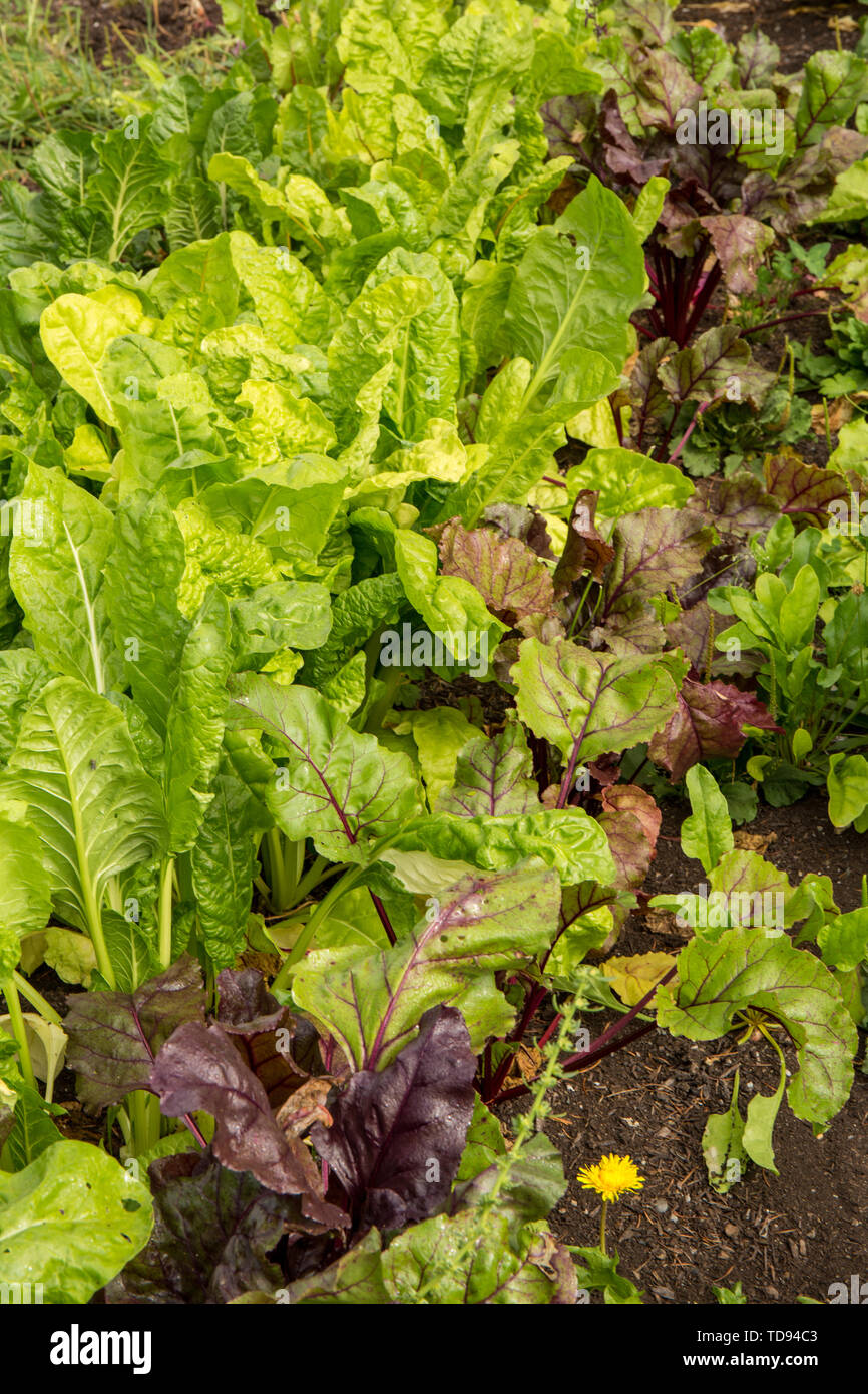 Fordhook Giant Swiss Chard and beets growing in a garden in Maple Valley, Washington, USA. Stock Photo