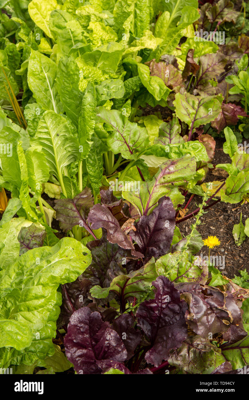 Fordhook Giant Swiss Chard and beets growing in a garden in Maple Valley, Washington, USA. Stock Photo
