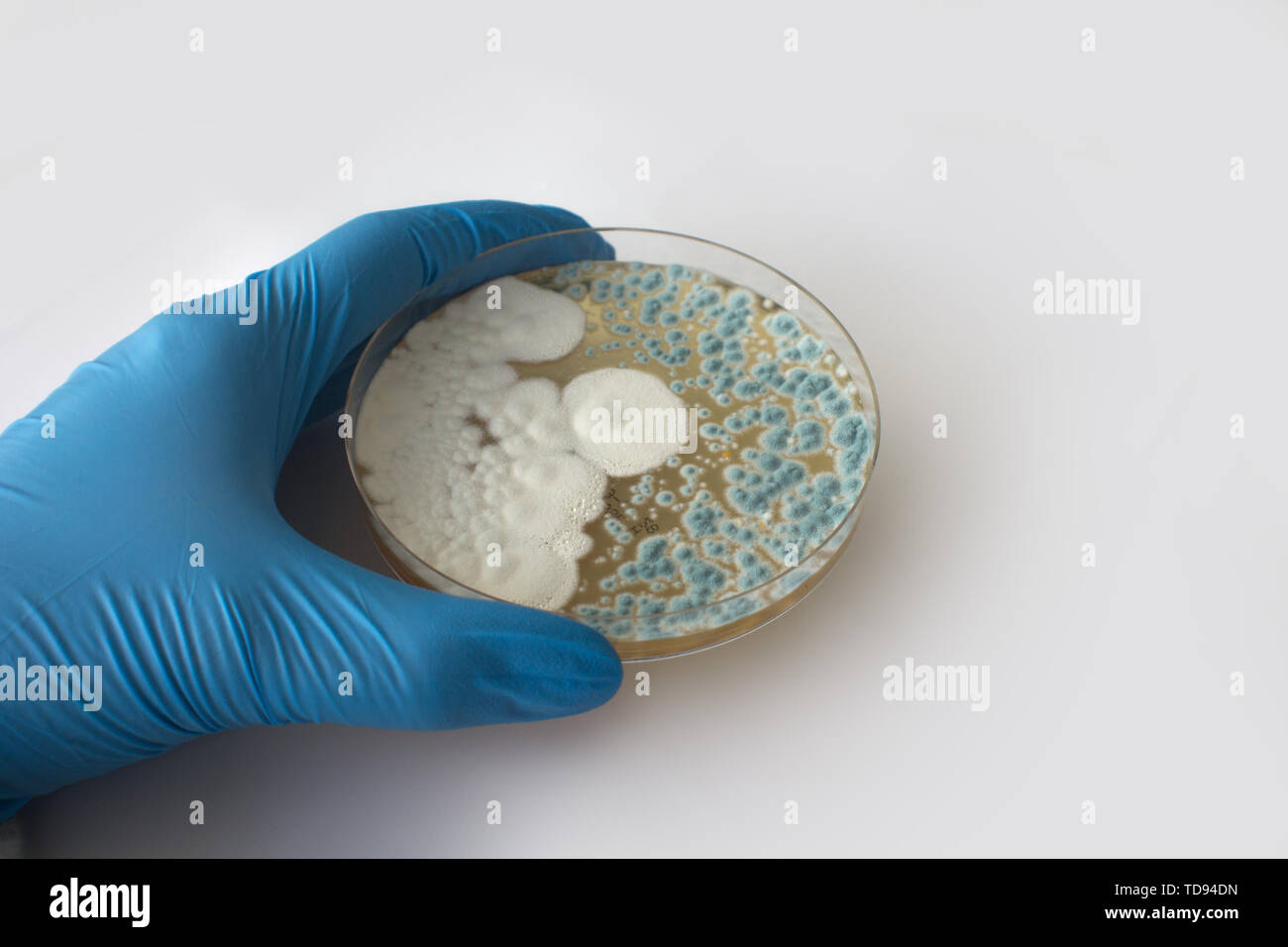 gloved hand holding fungus in petri dish Stock Photo