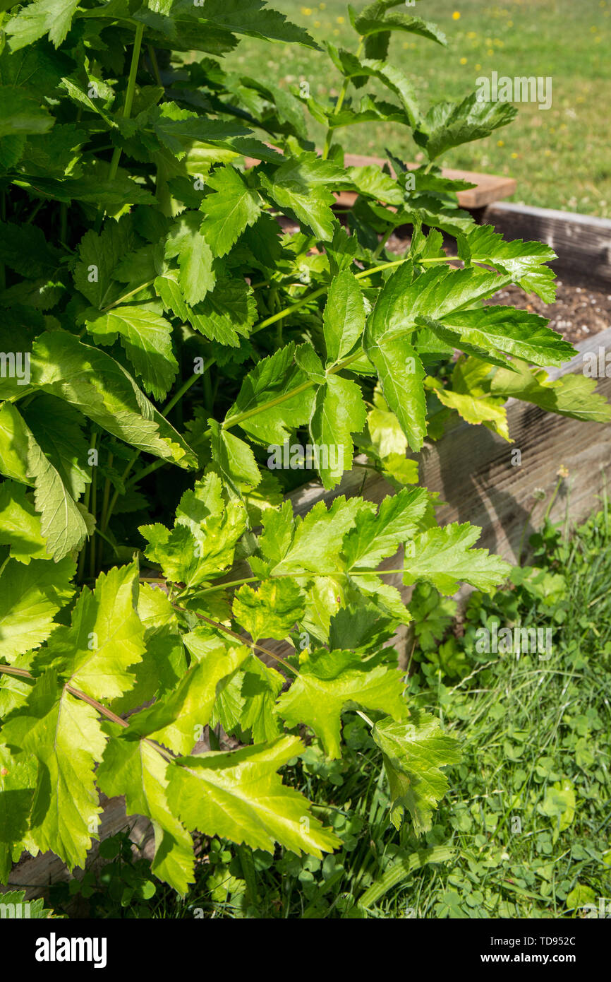 Parsnip plant in a garden in Maple Valley, Washington, USA Stock Photo