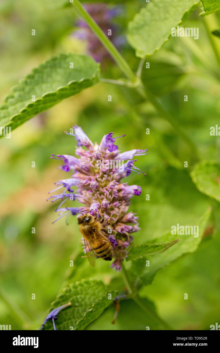 Honeybee pollinating a Purple Licorice hyssop, or Anise hyssop or Licorice mint (Agastache foeniculum) in a garden in Maple Valley, Washington, USA.   Stock Photo