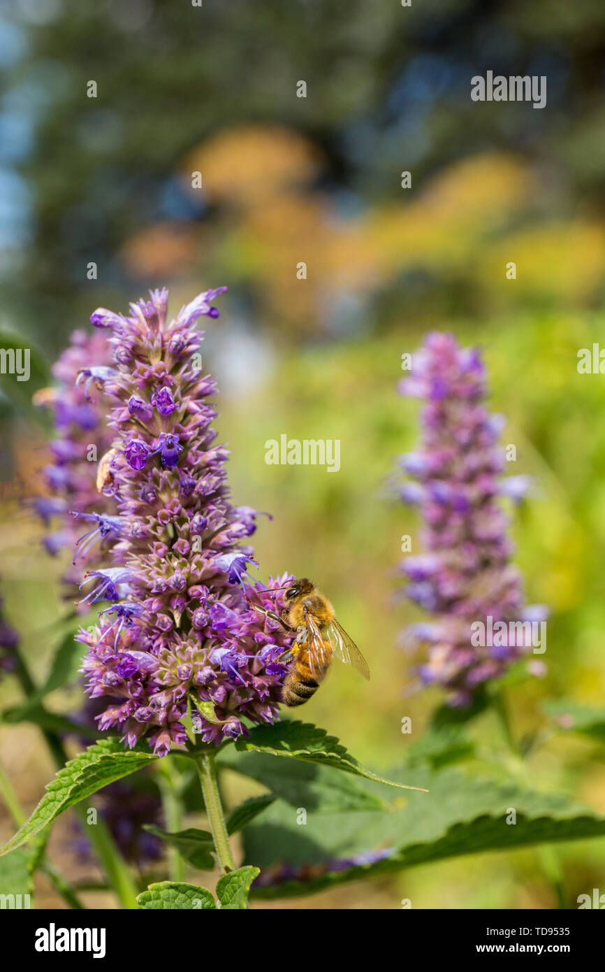 Honeybee pollinating a Purple Licorice hyssop, or Anise hyssop or Licorice mint (Agastache foeniculum) in a garden in Maple Valley, Washington, USA.   Stock Photo