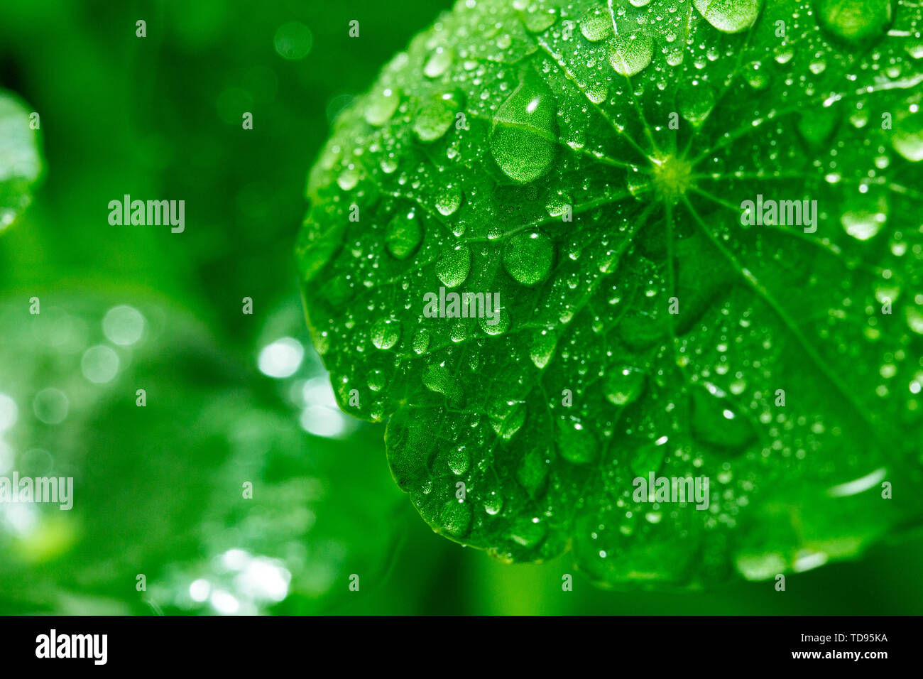Copper grass leaves Stock Photo Alamy