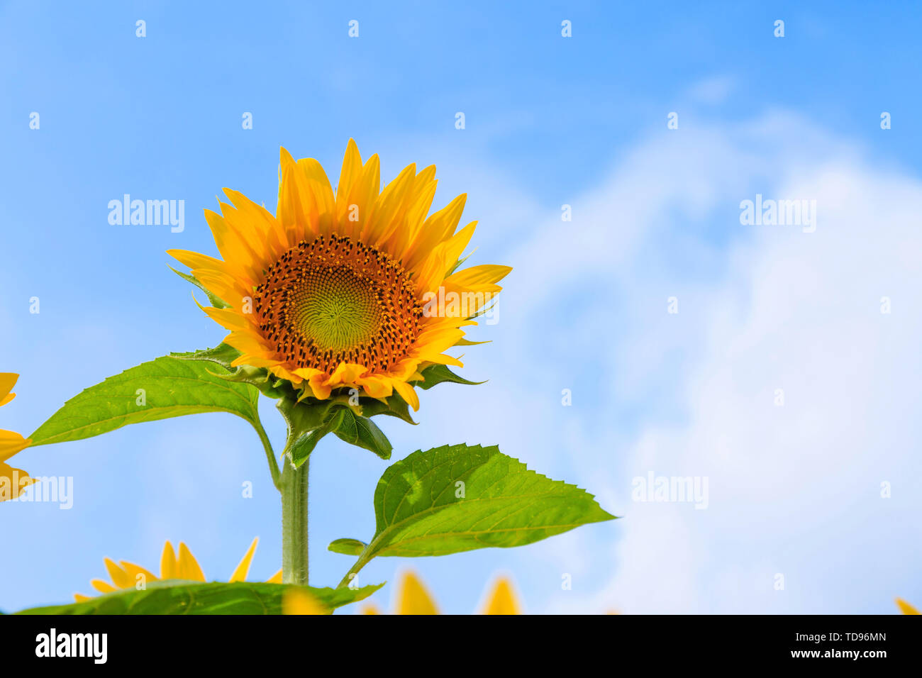 The sunflowers in full bloom Stock Photo Alamy