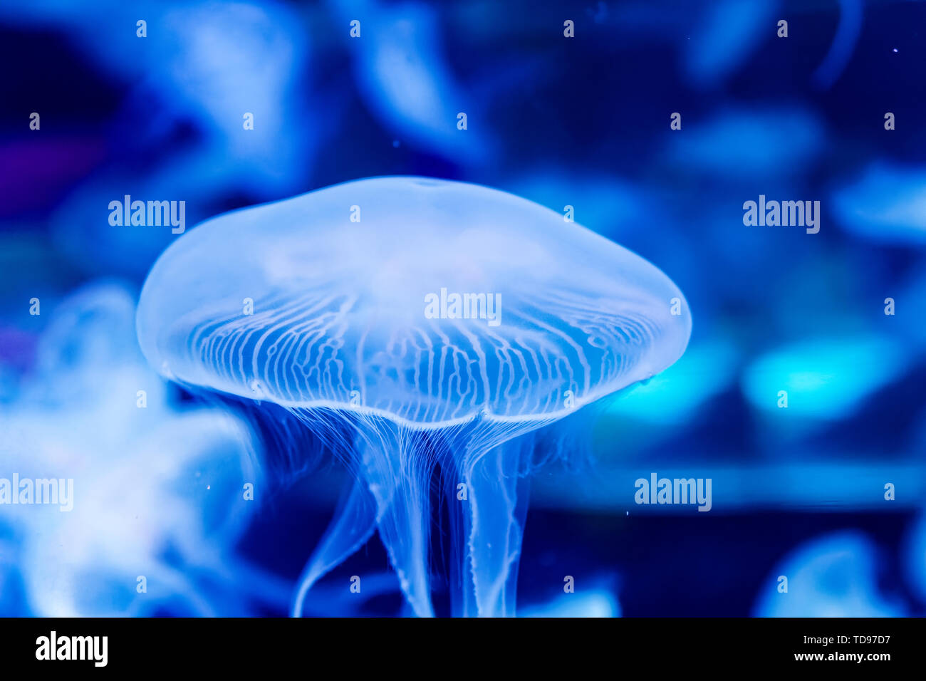 Shanghai Haichang Ocean Park jellyfish Stock Photo Alamy