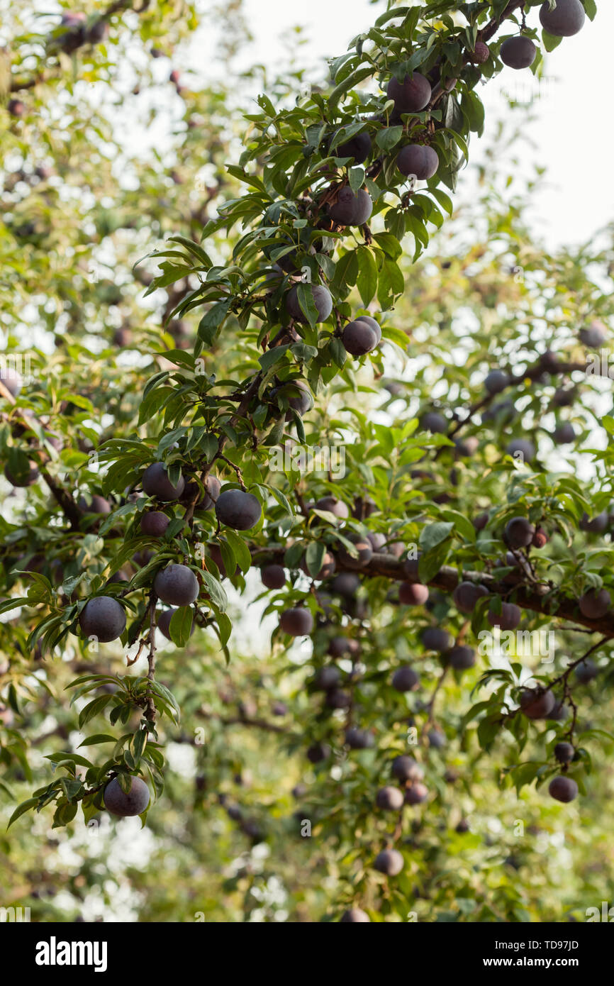 Black pudding fruit tree Stock Photo Alamy
