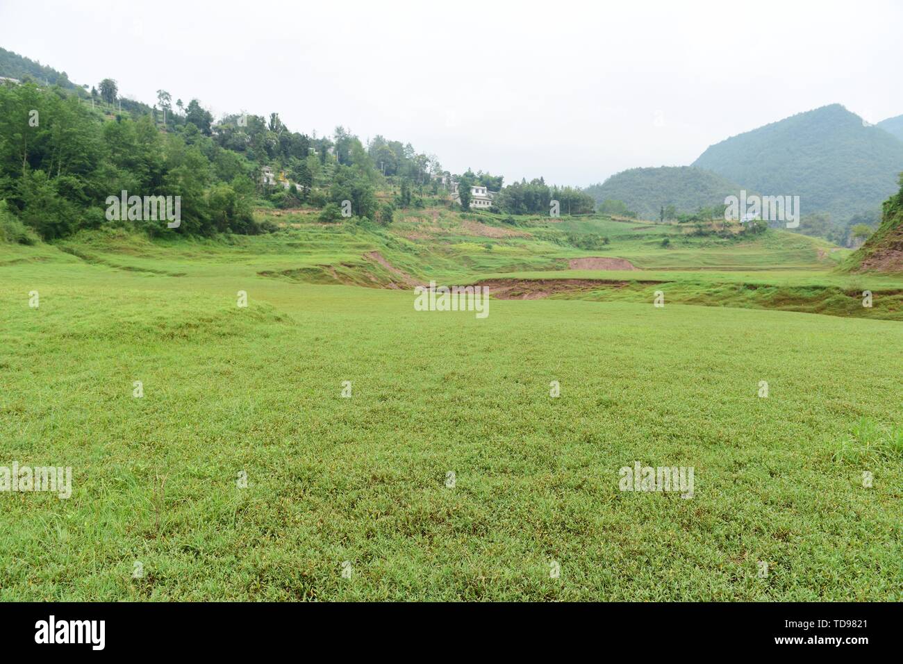 Lush water grass Stock Photo Alamy