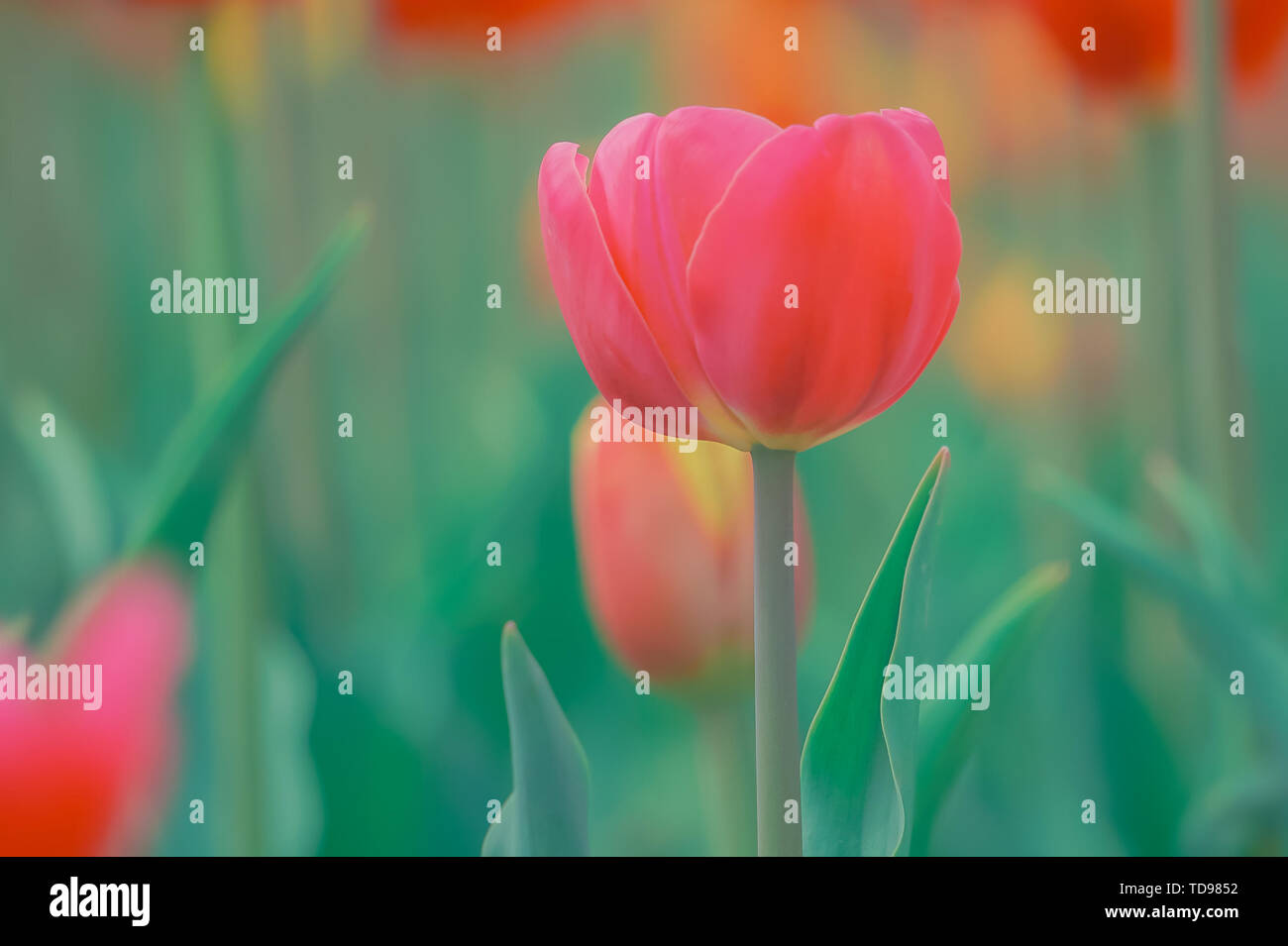 The flower language of tulips is fraternity. Thoughtful. Elegant. Rich. Able. Smart Stock Photo