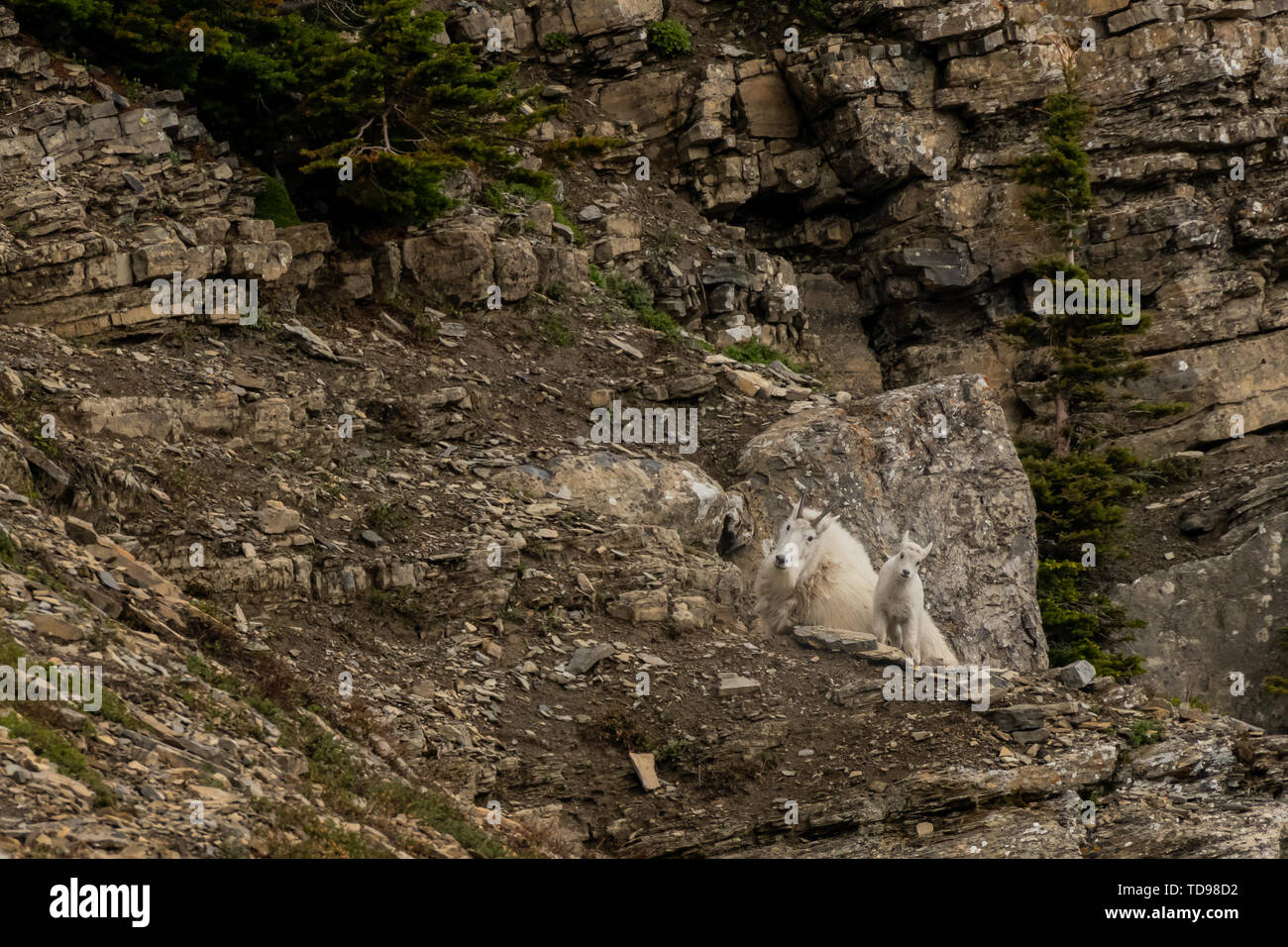 Mountain Goat and Kid Look at Camera along steep cliff Stock Photo - Alamy