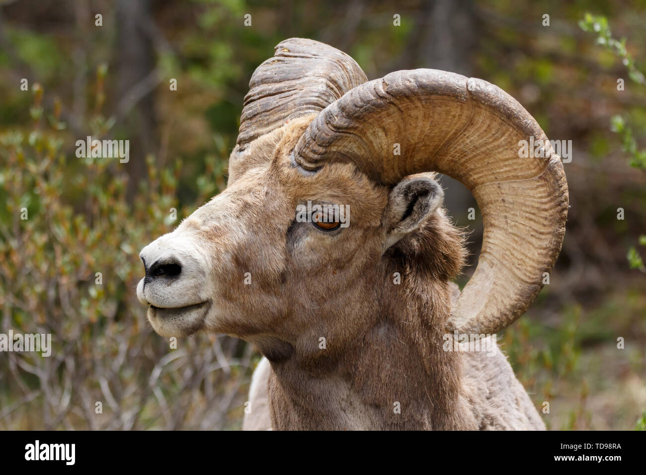 Male Big Horned Sheep Close Up Head Image Stock Photo