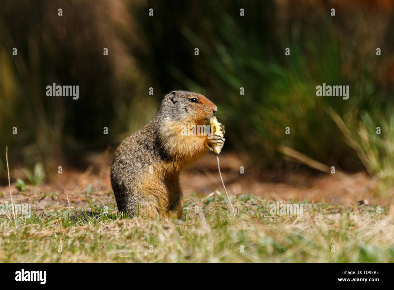 Colombian ground squirrel holding food and eating Stock Photo