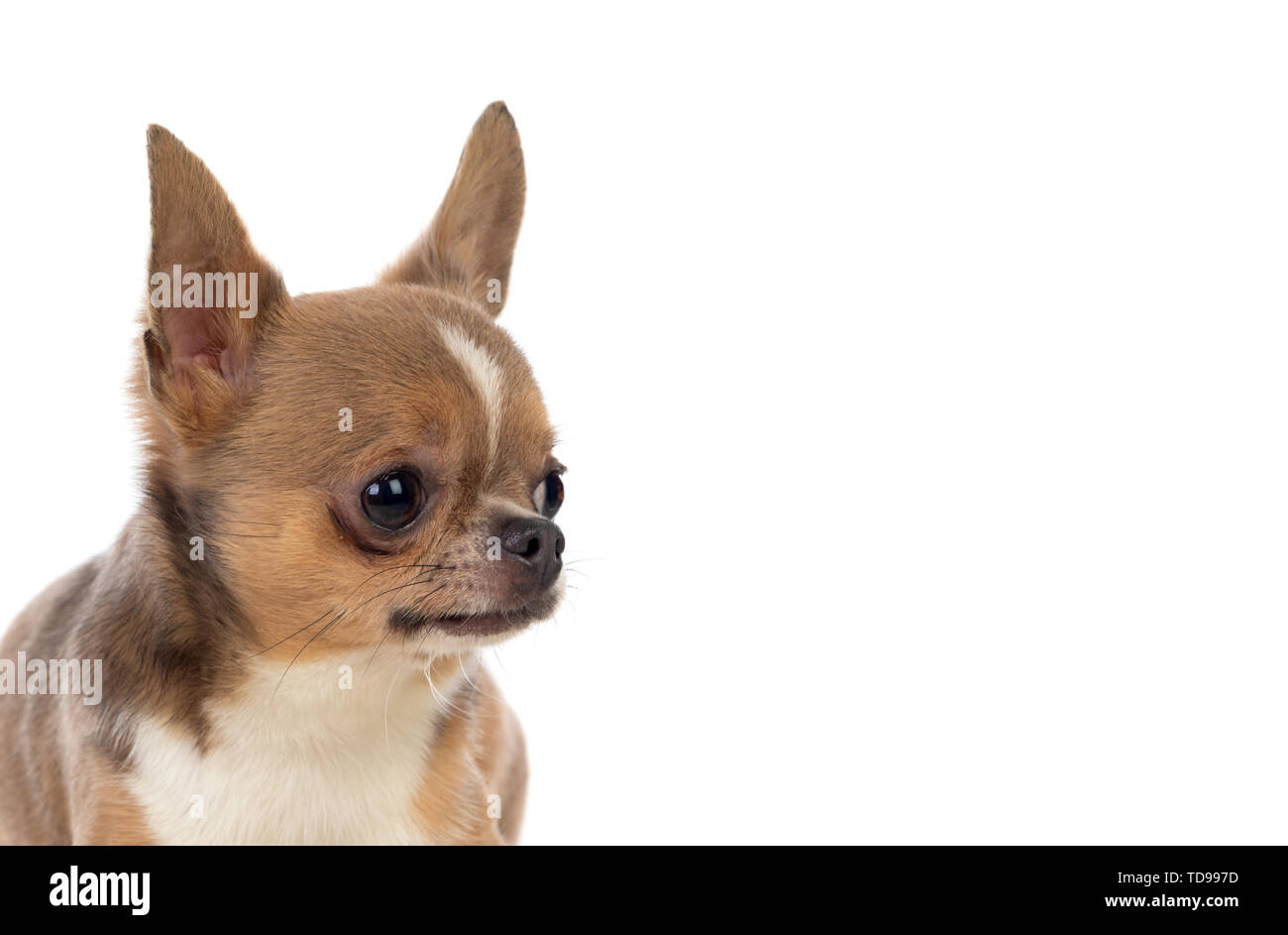 Funny brown Chihuahua with big ears isolated on a white background