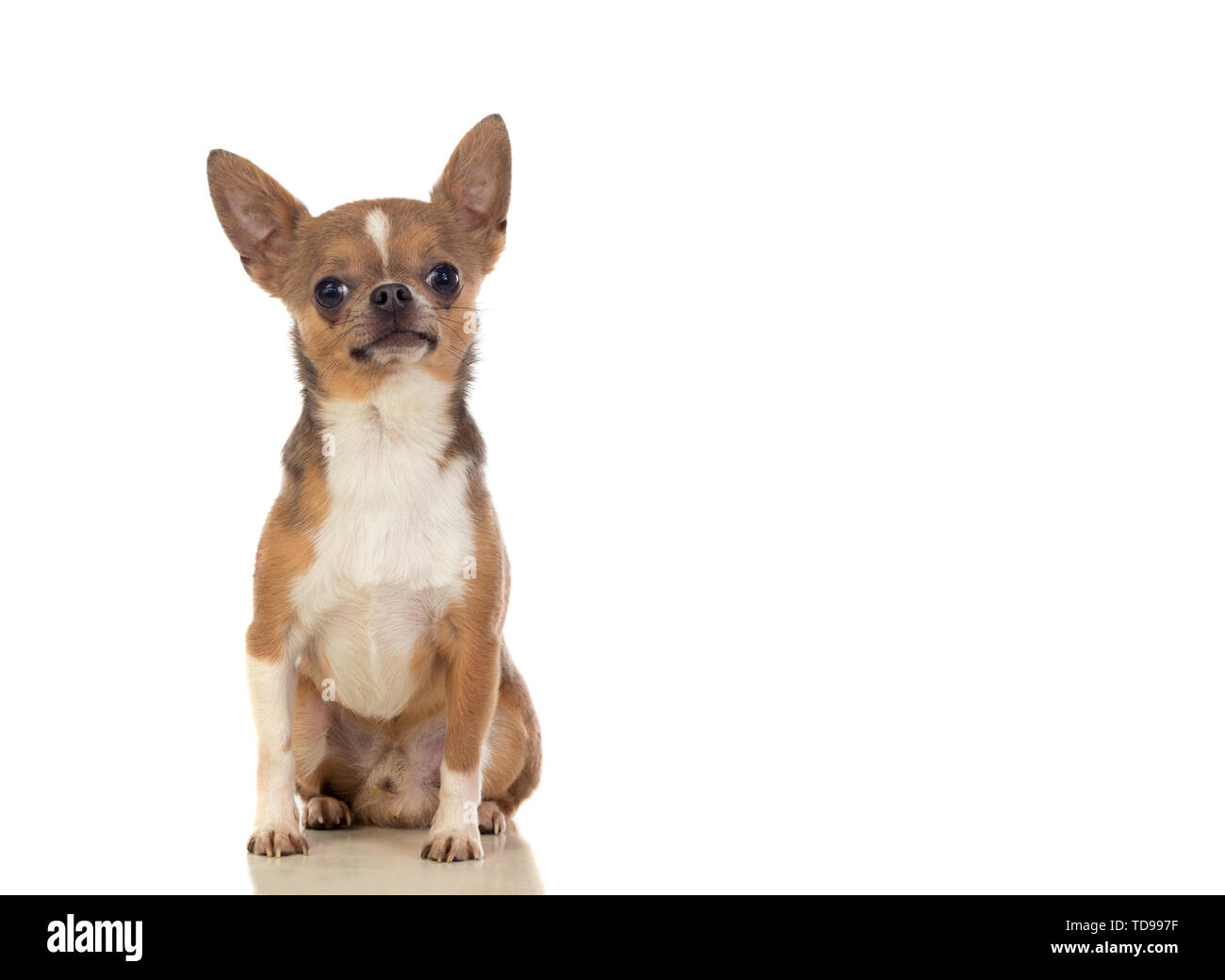 Funny brown Chihuahua with big ears isolated on a white background Stock Photo