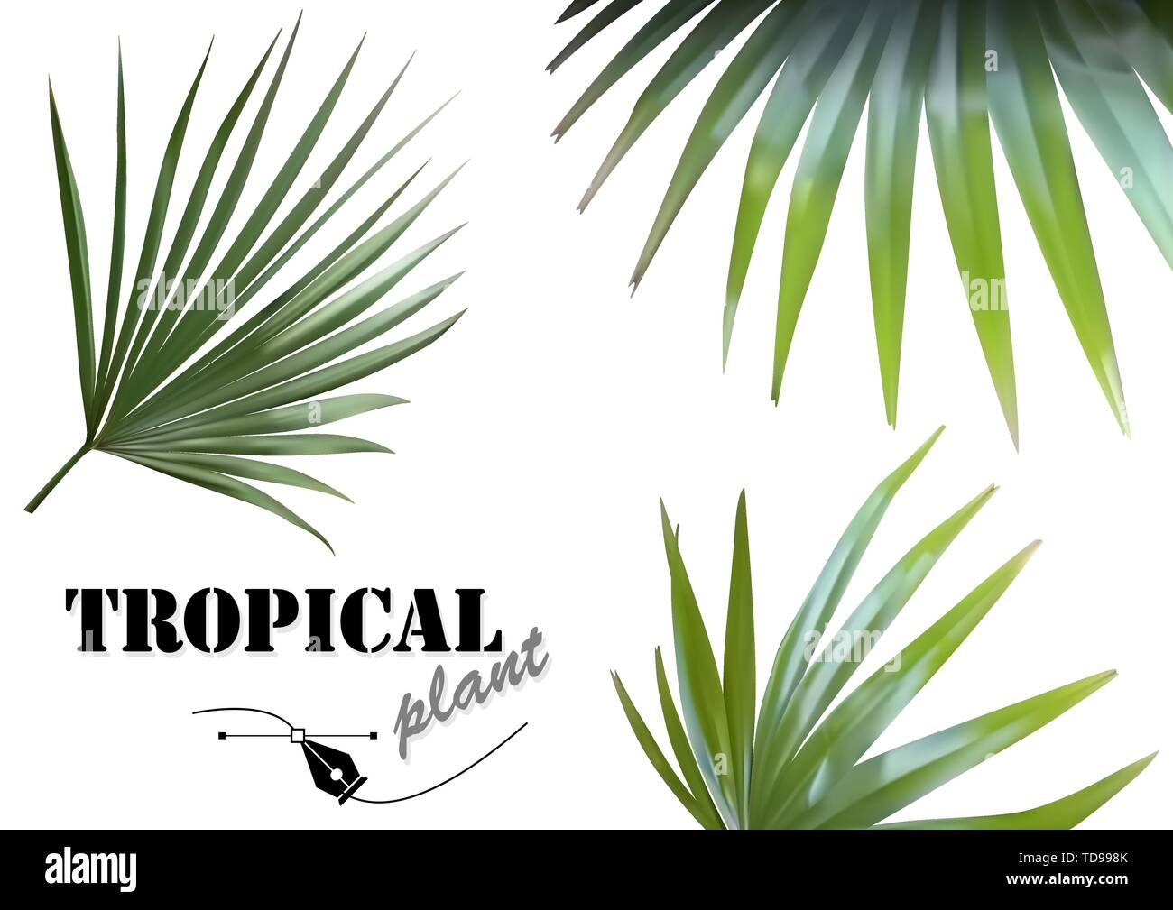 Tropical Palm Leaves Set Stock Vector Image & Art - Alamy