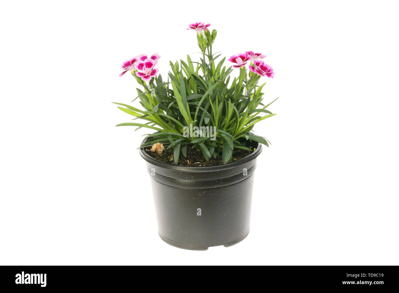 Flowering dianthus plant in a pot isolated against white Stock Photo