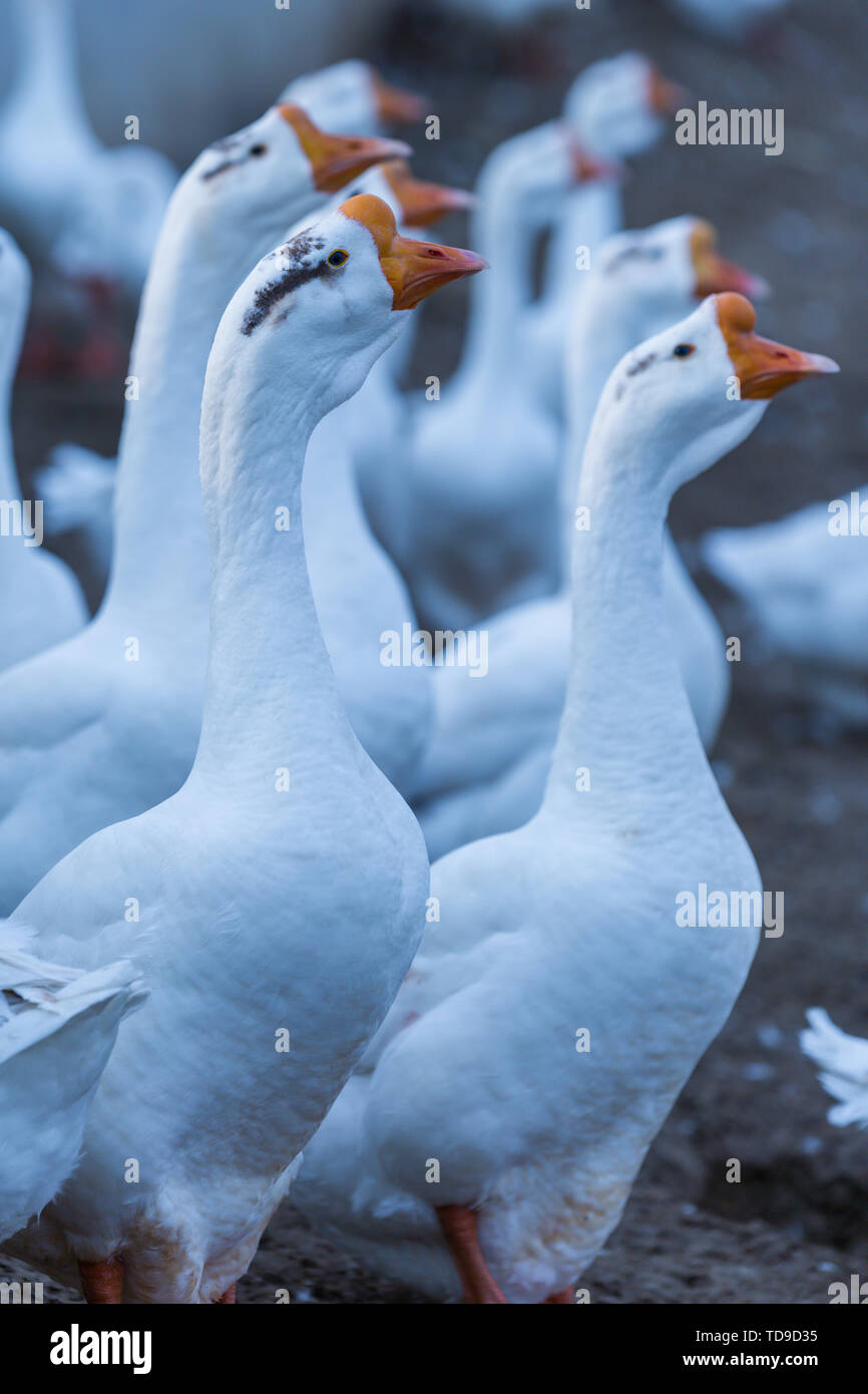 Goose Feathers High Resolution Stock Photography and Images - Alamy