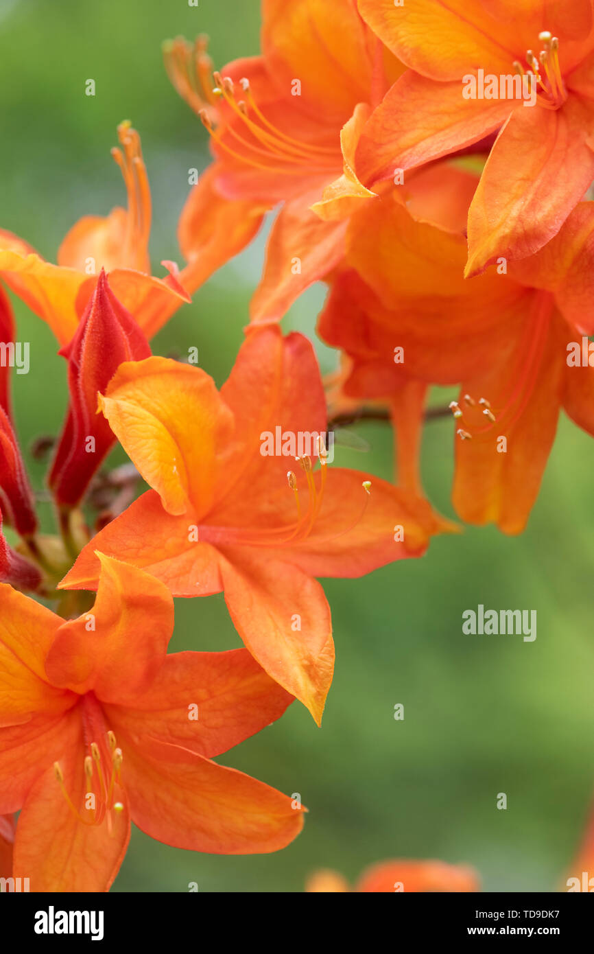 Rhododendron ‘Golden sunset’ flowering in spring. UK Stock Photo