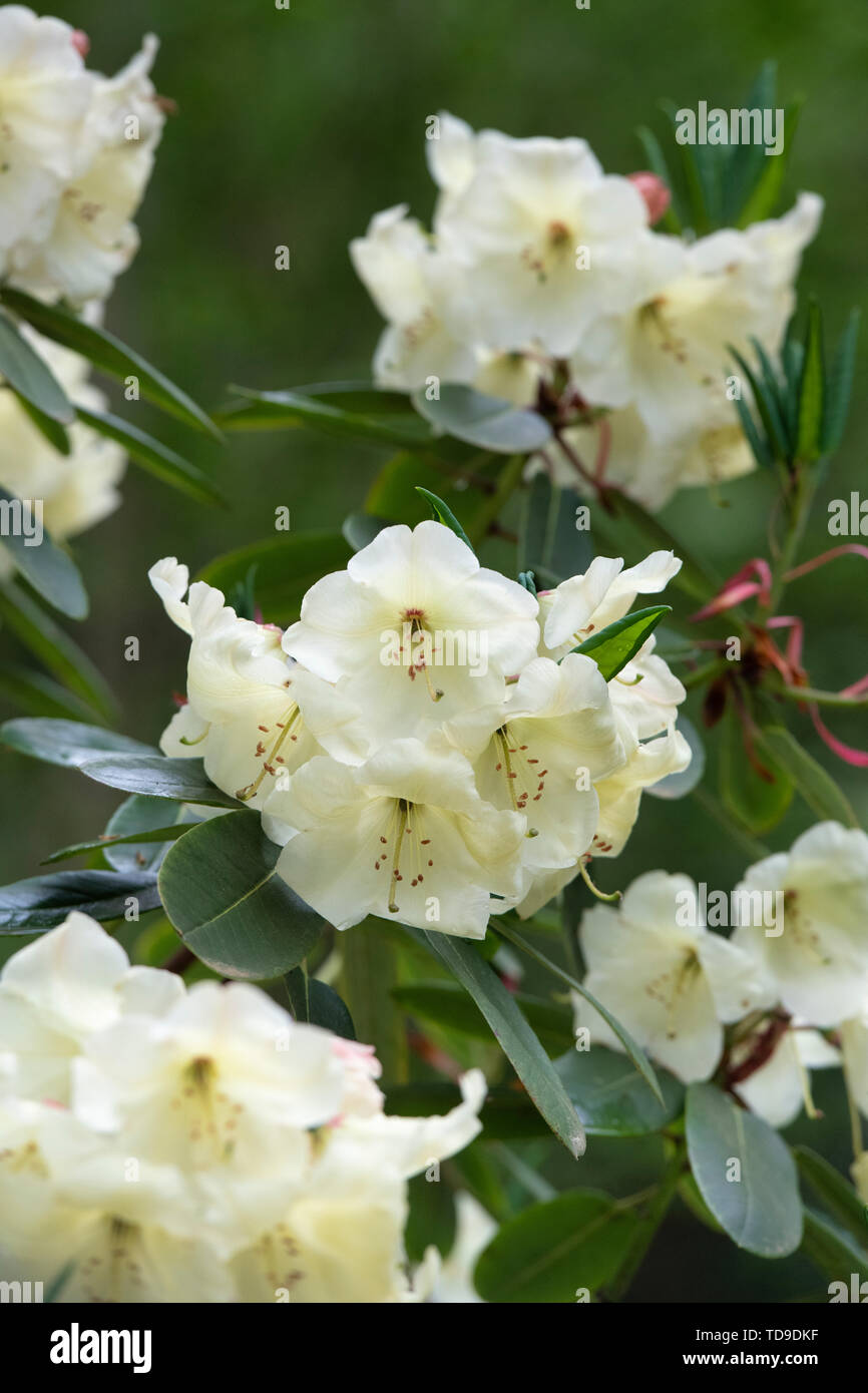 Rhododendron ‘Jancio' flowering in spring. UK Stock Photo