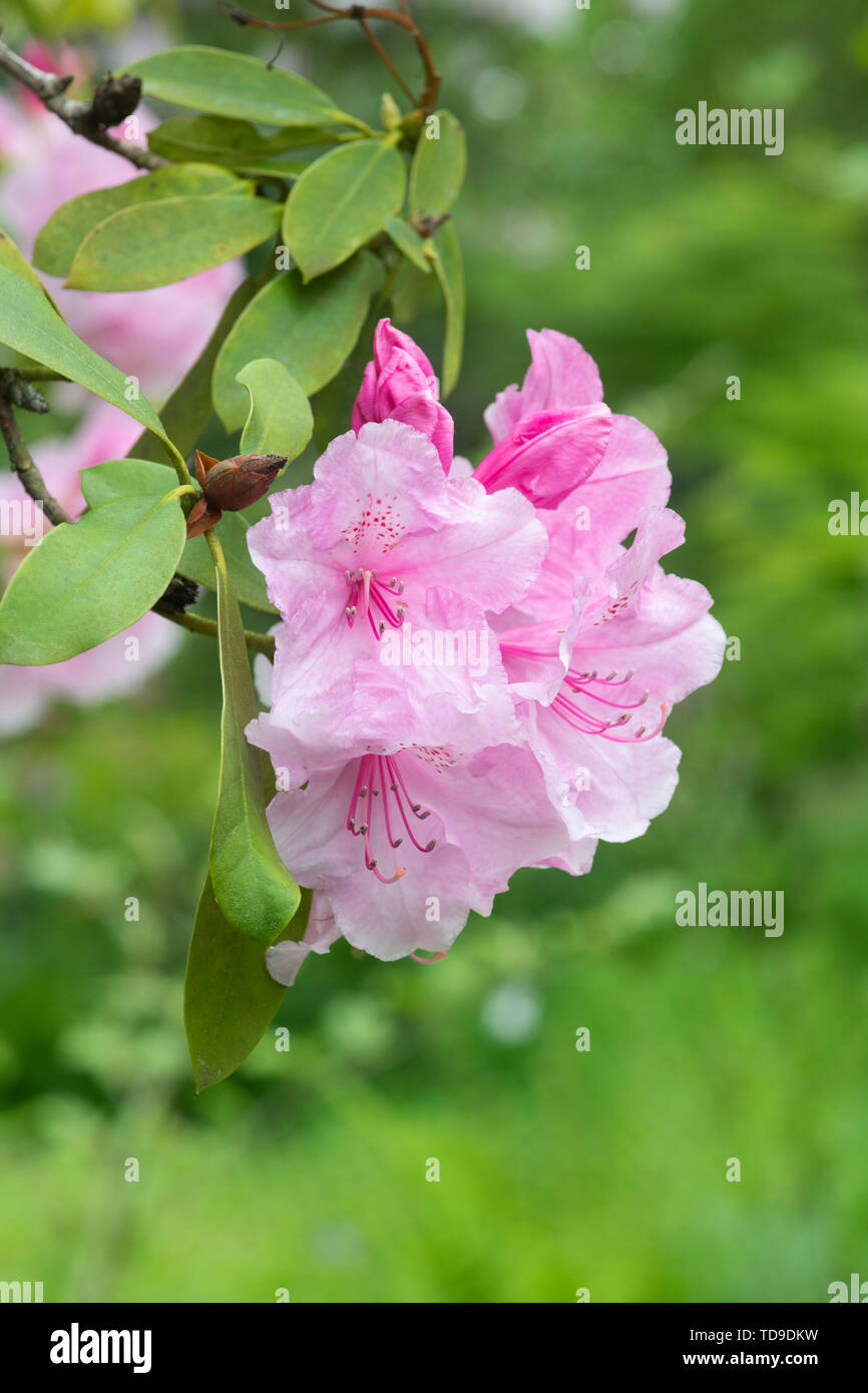 Rhododendron 'Pink pearl' flowering in spring. UK Stock Photo