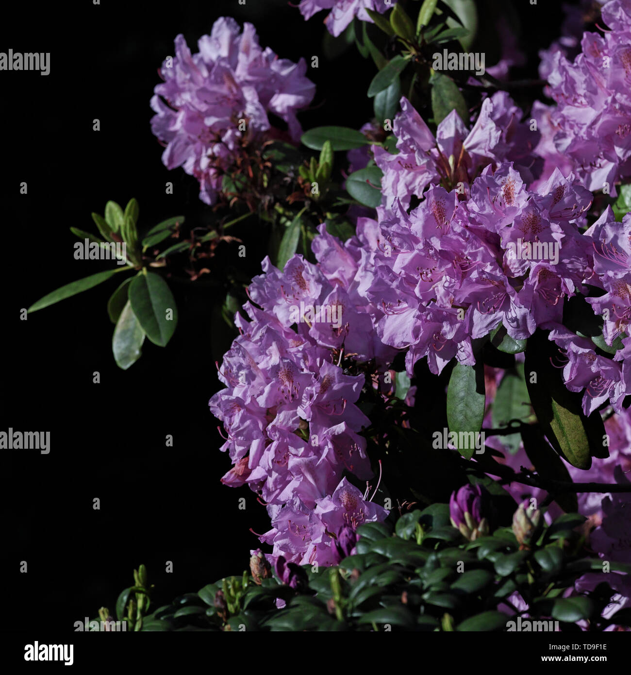 The name of these flowers is Rhododendron .These Rhododendrons name is  Regent.Scientific name is Rhododendron subgenus Hymenanthes Stock Photo -  Alamy