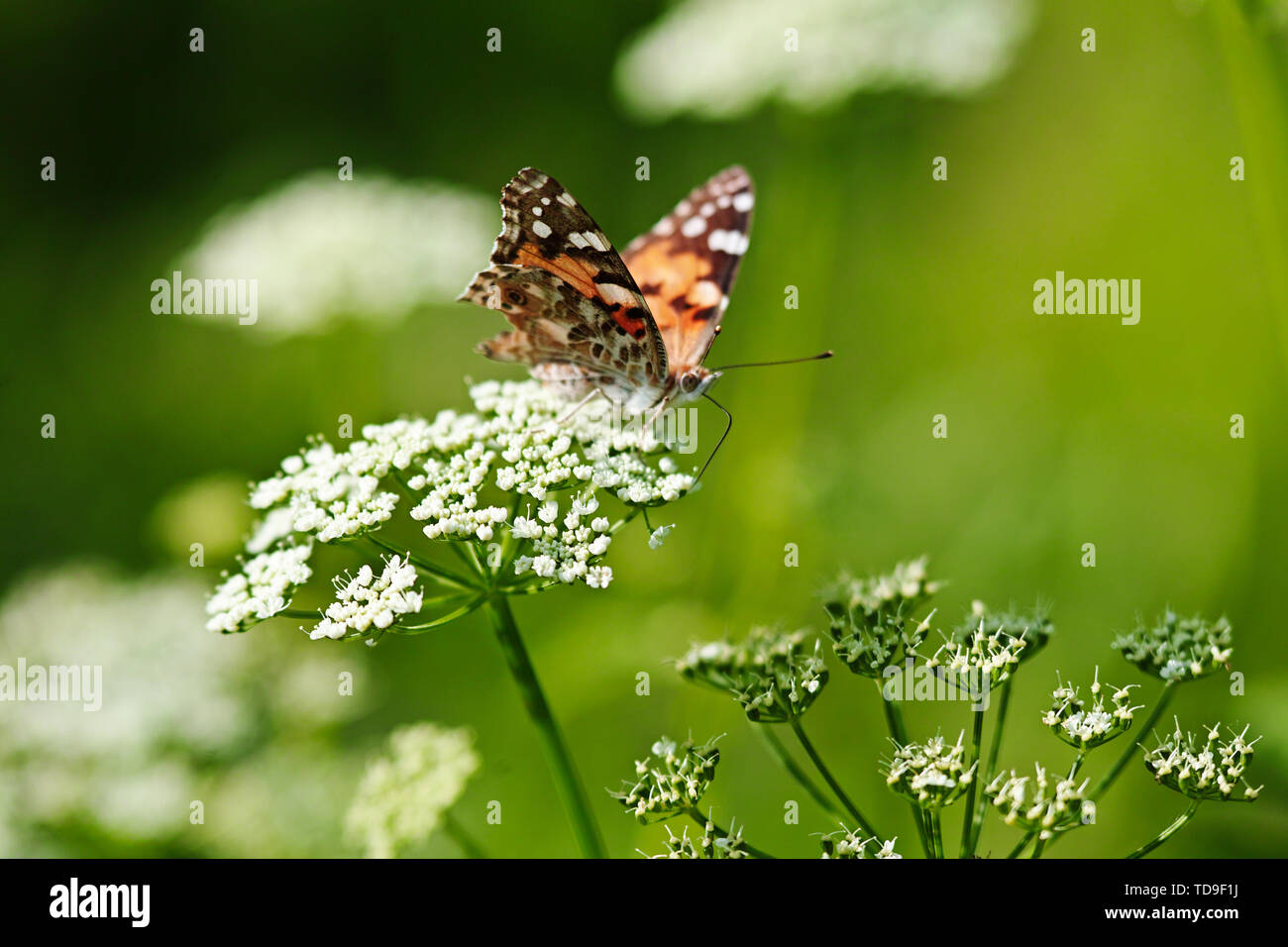 The silver-washed fritillary (Argynnis paphia) butterfly. Centaurea ...