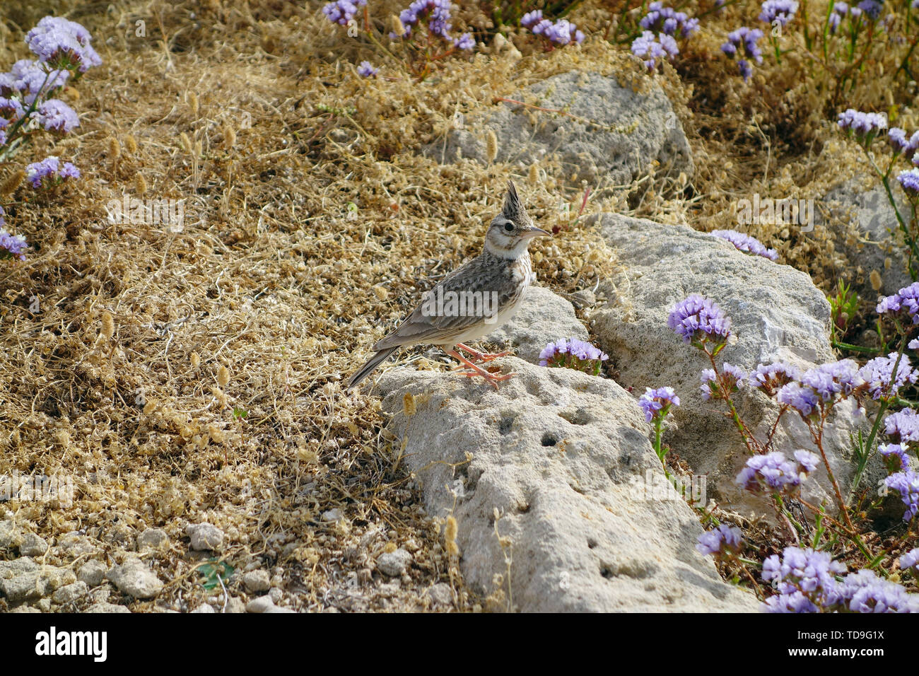 crested lark, Galerida cristata cypriaca, Haubenlerche, Paphos, Cyprus, Europe Stock Photo