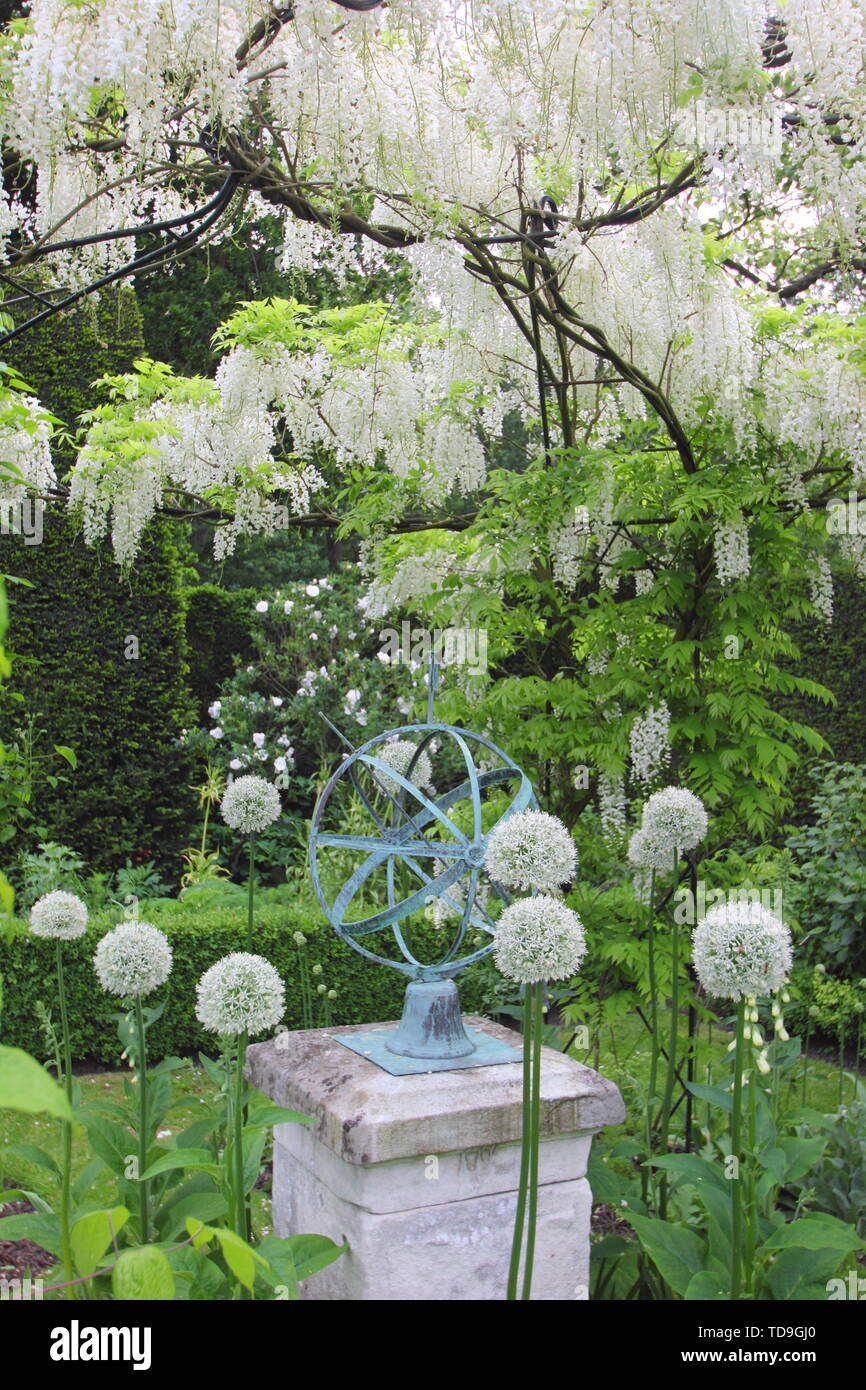 White wisteria 'Alba', Clematis 'Wedding Day' and white alliums form part of the White Garden at Renishaw Hall and Gardens, Derbyshire, England - June Stock Photo