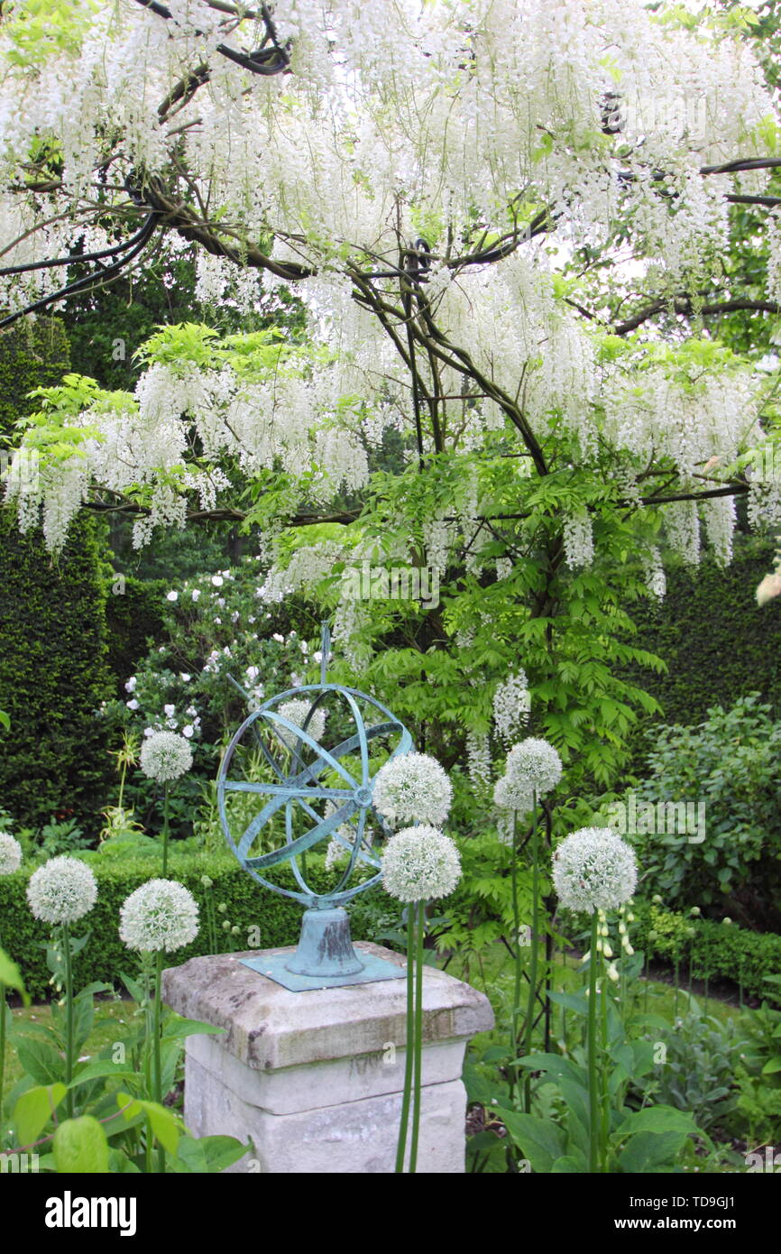 White wisteria 'Alba', Clematis 'Wedding Day' and white alliums form part of the White Garden at Renishaw Hall and Gardens, Derbyshire, England - June Stock Photo