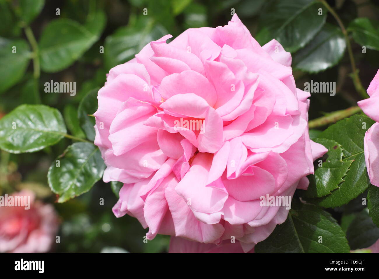 Rosa 'Aloha'. Very fragrant climbing rose Stock Photo