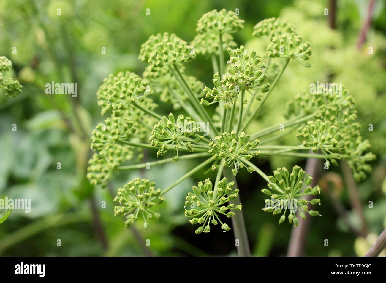 Angelica archangelica. Large flowerheads of this architectural, biennial plant in June Stock Photo