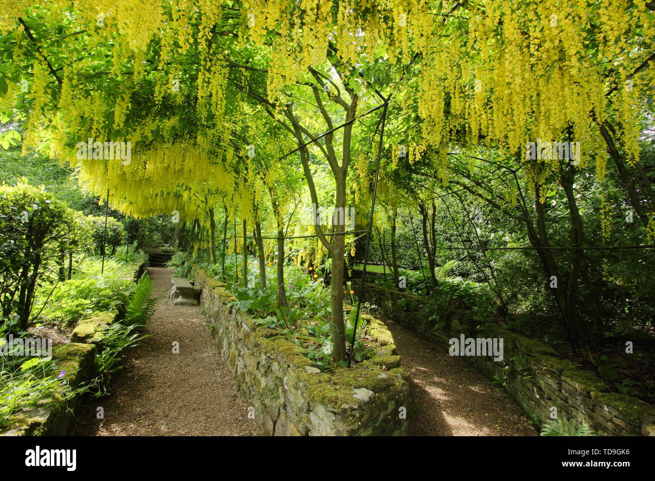 Laburnum × watereri 'Vossii'. Double laburnum arch at Renishal Hall and Gardens, Derbyshire, UK - June Stock Photo