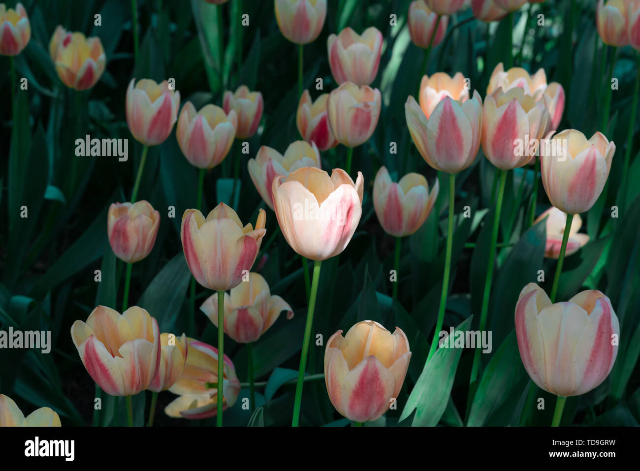 Beautiful tulip flower material for spring Stock Photo