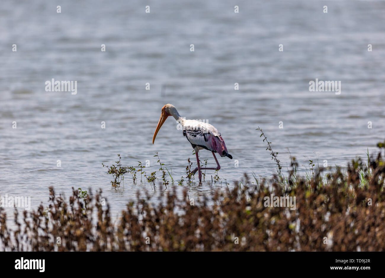 Colorful Storks The colorful stork that survives in the swamps of Sri Lanka Stock Photo ...