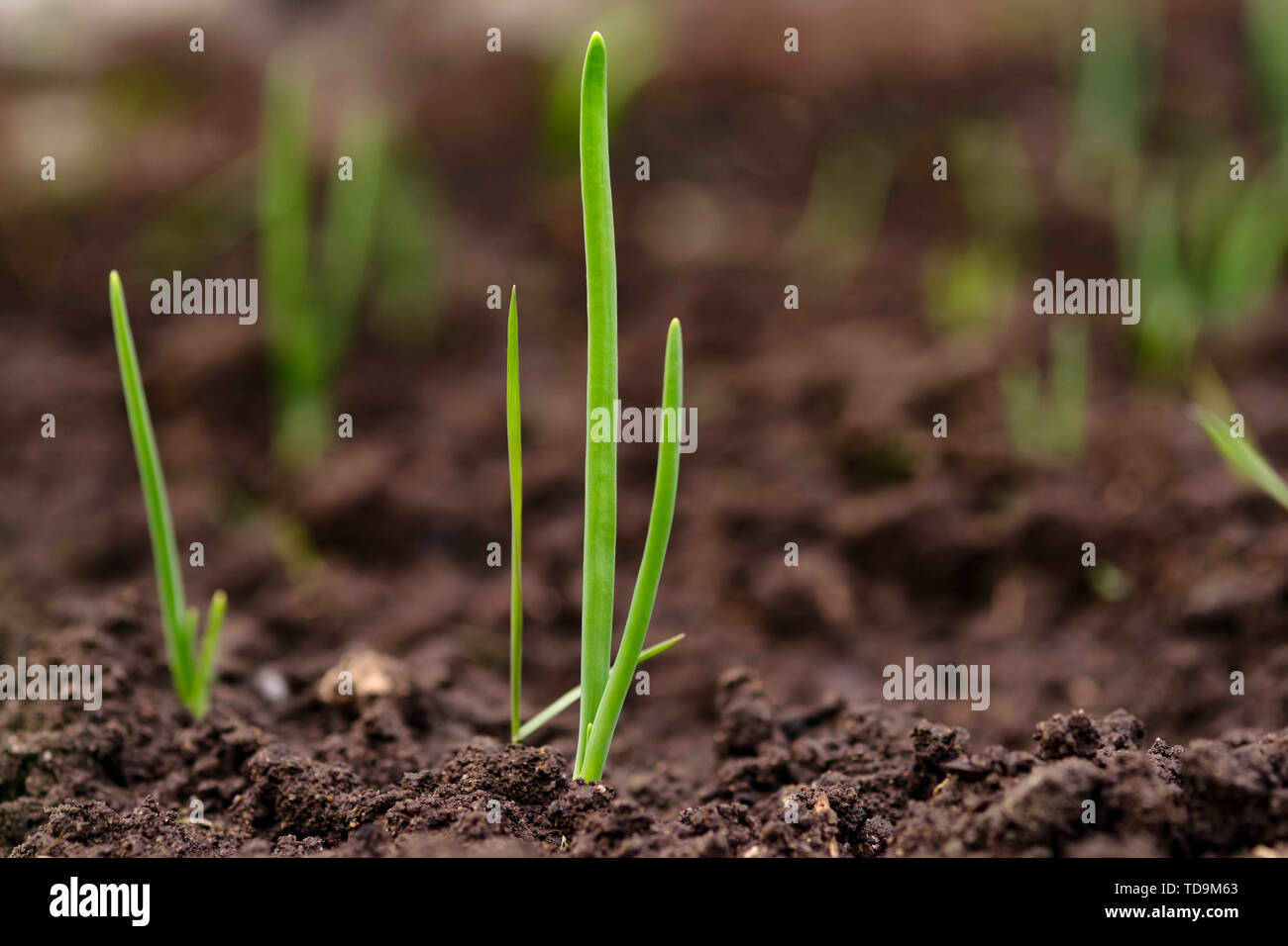green sprout of onions growing out of the ground Stock Photo Alamy