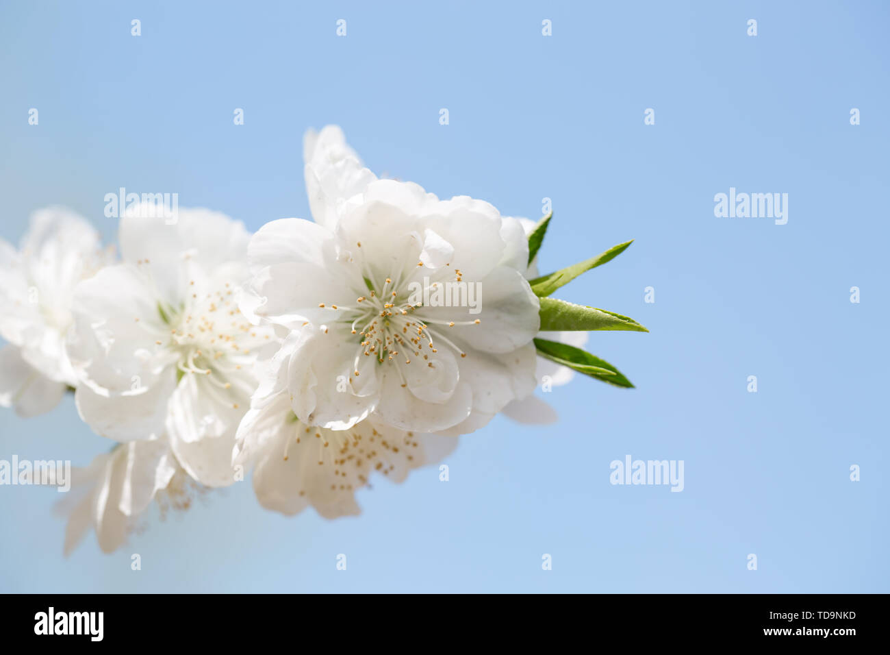 Cherry blossoms white flowers close hi-res stock photography and images ...