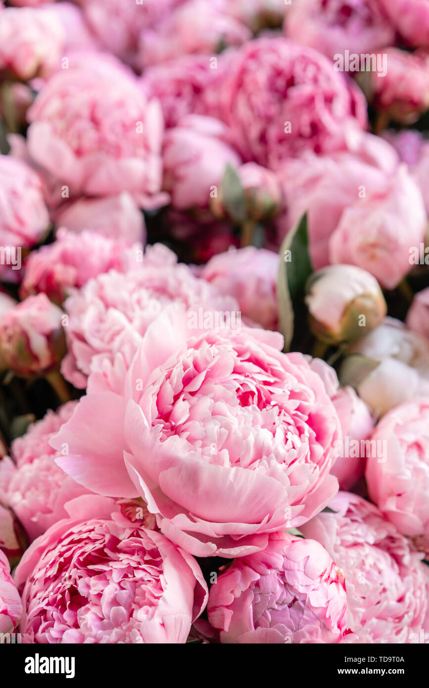 Floral carpet or Wallpaper. Background of pink peonies. Morning light in  the room. Beautiful peony flower for catalog or online store. Floral shop  and Stock Photo - Alamy