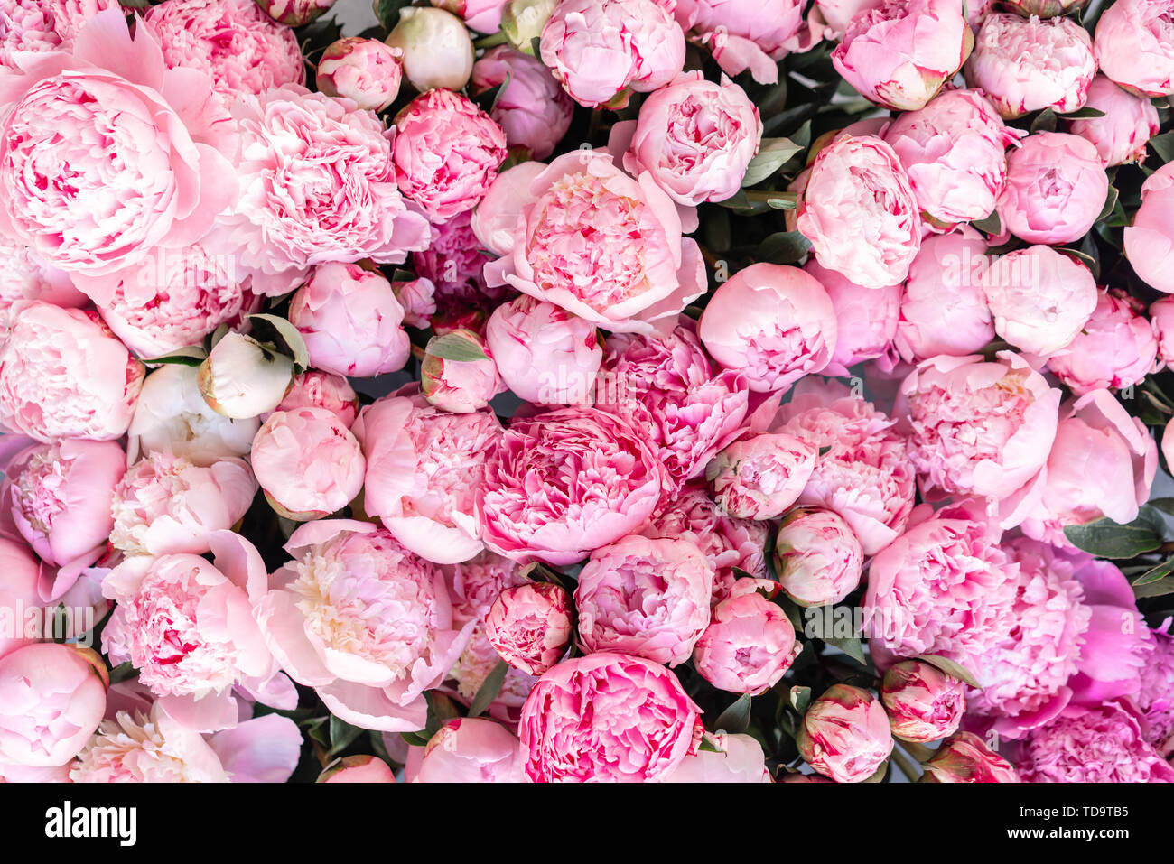 Floral carpet or Wallpaper. Background of pink peonies. Morning light in  the room. Beautiful peony flower for catalog or online store. Floral shop  and Stock Photo - Alamy
