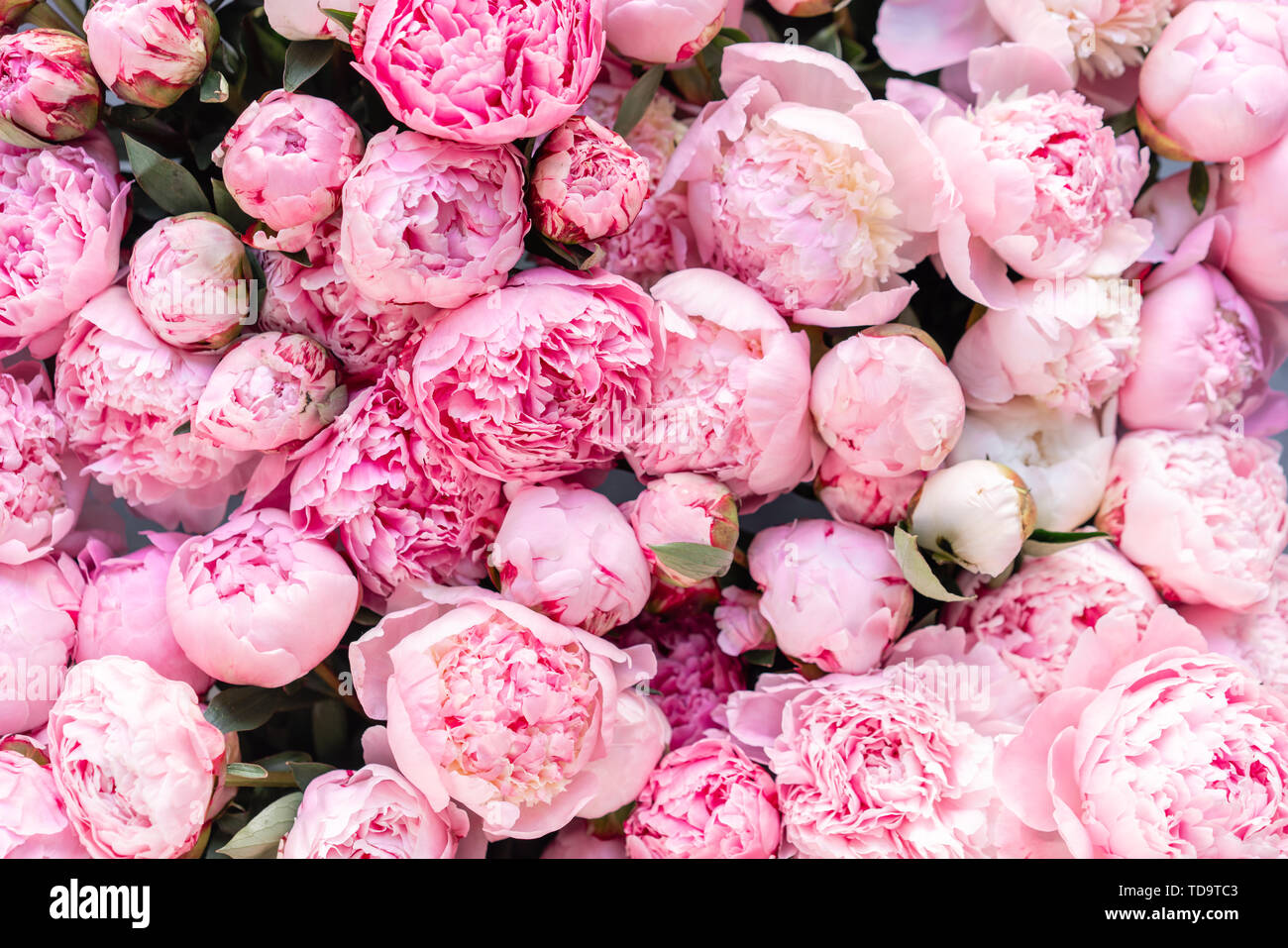Floral Carpet Or Wallpaper Background Of Pink Peonies Morning Light In The Room Beautiful Peony Flower For Catalog Or Online Store Floral Shop And Stock Photo Alamy