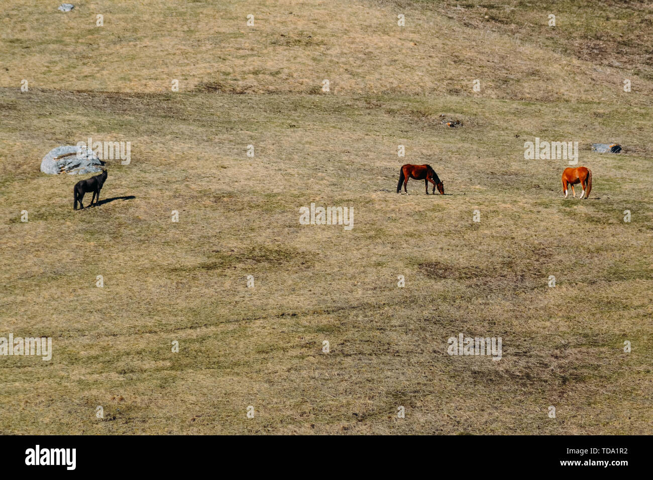 several horses and hills in the daytime Stock Photo Alamy