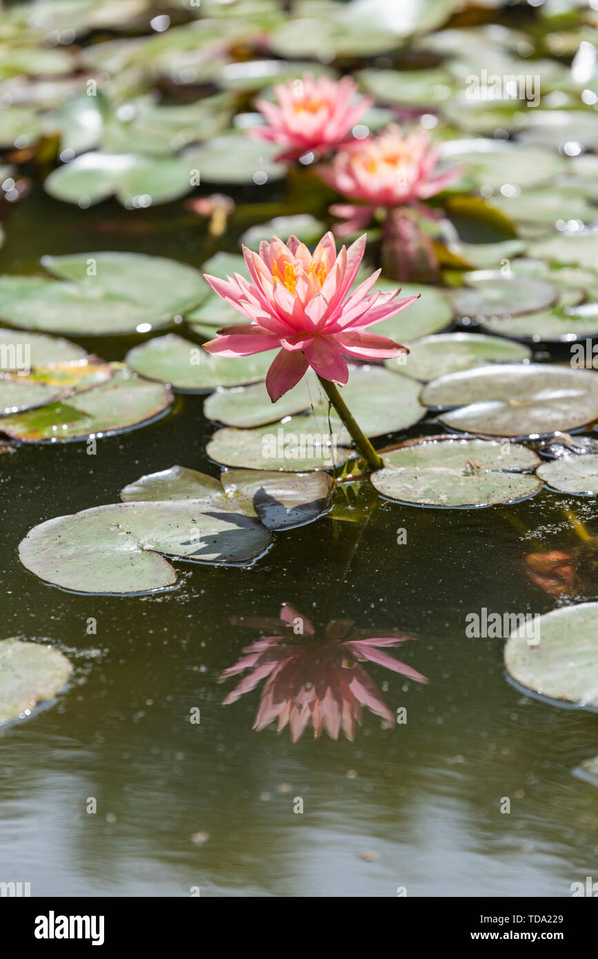 A lotus water lily in full bloom in summer. Stock Photo