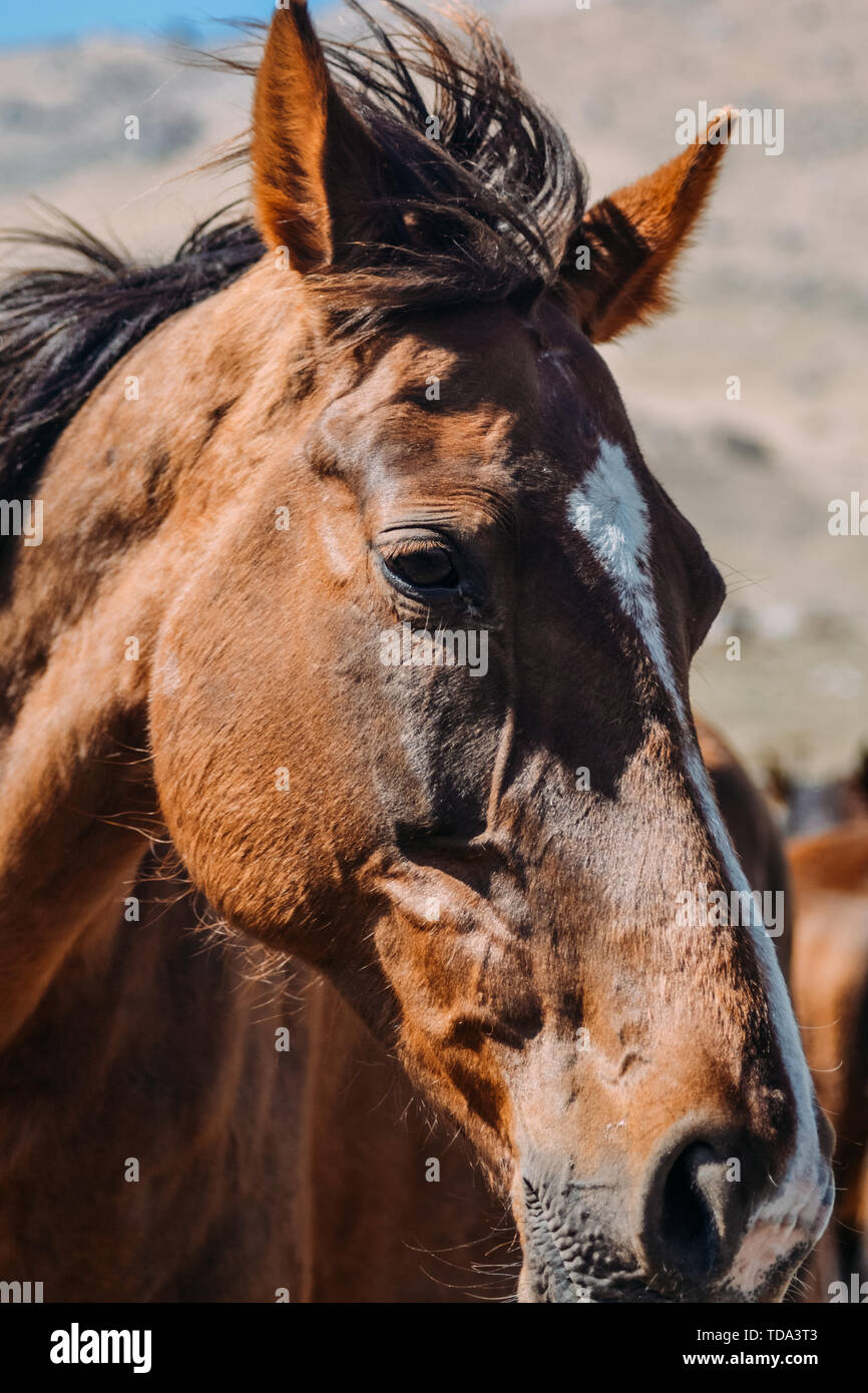 horse in the countryside in the daytime Stock Photo - Alamy