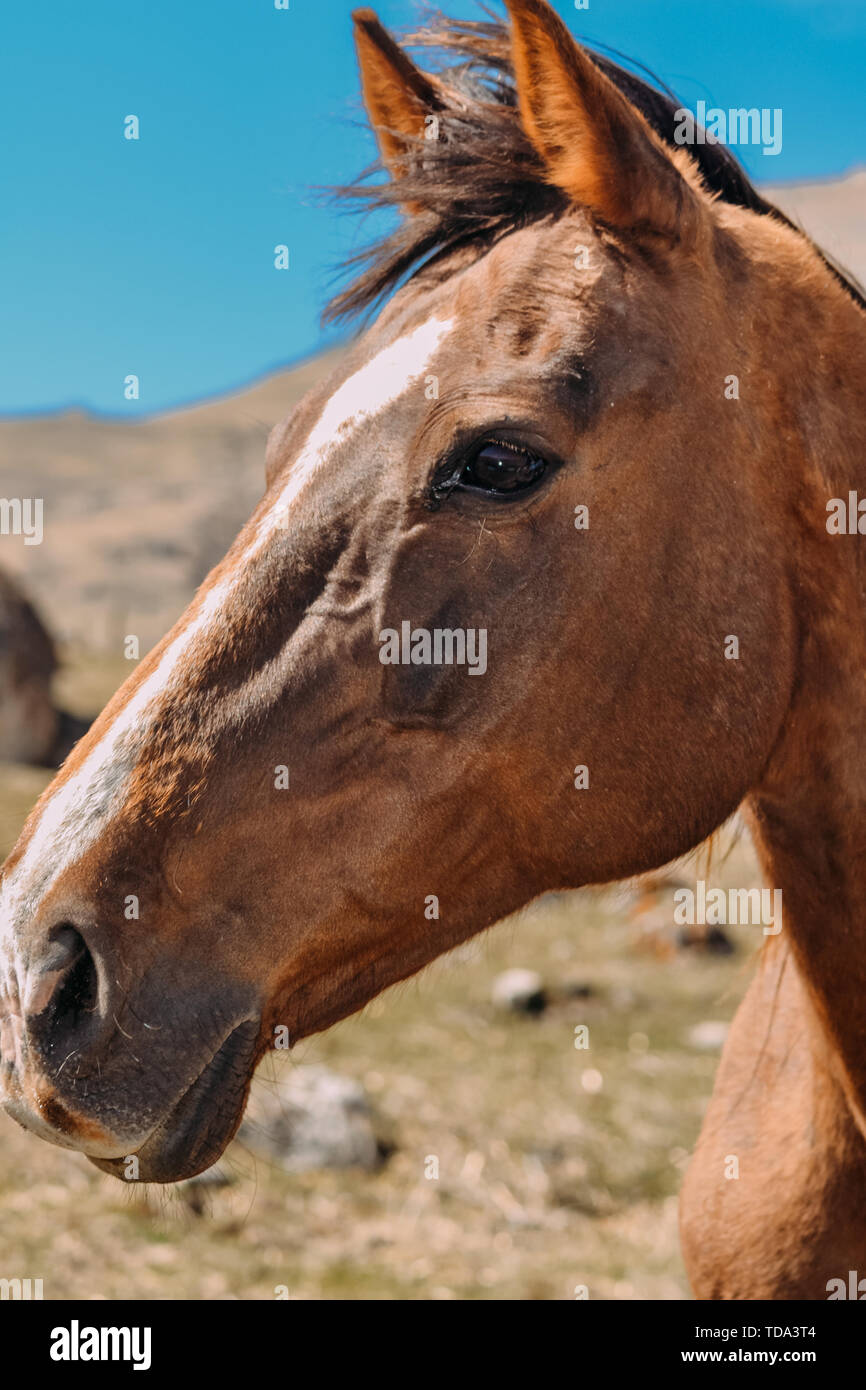 horse in the countryside in the daytime Stock Photo - Alamy