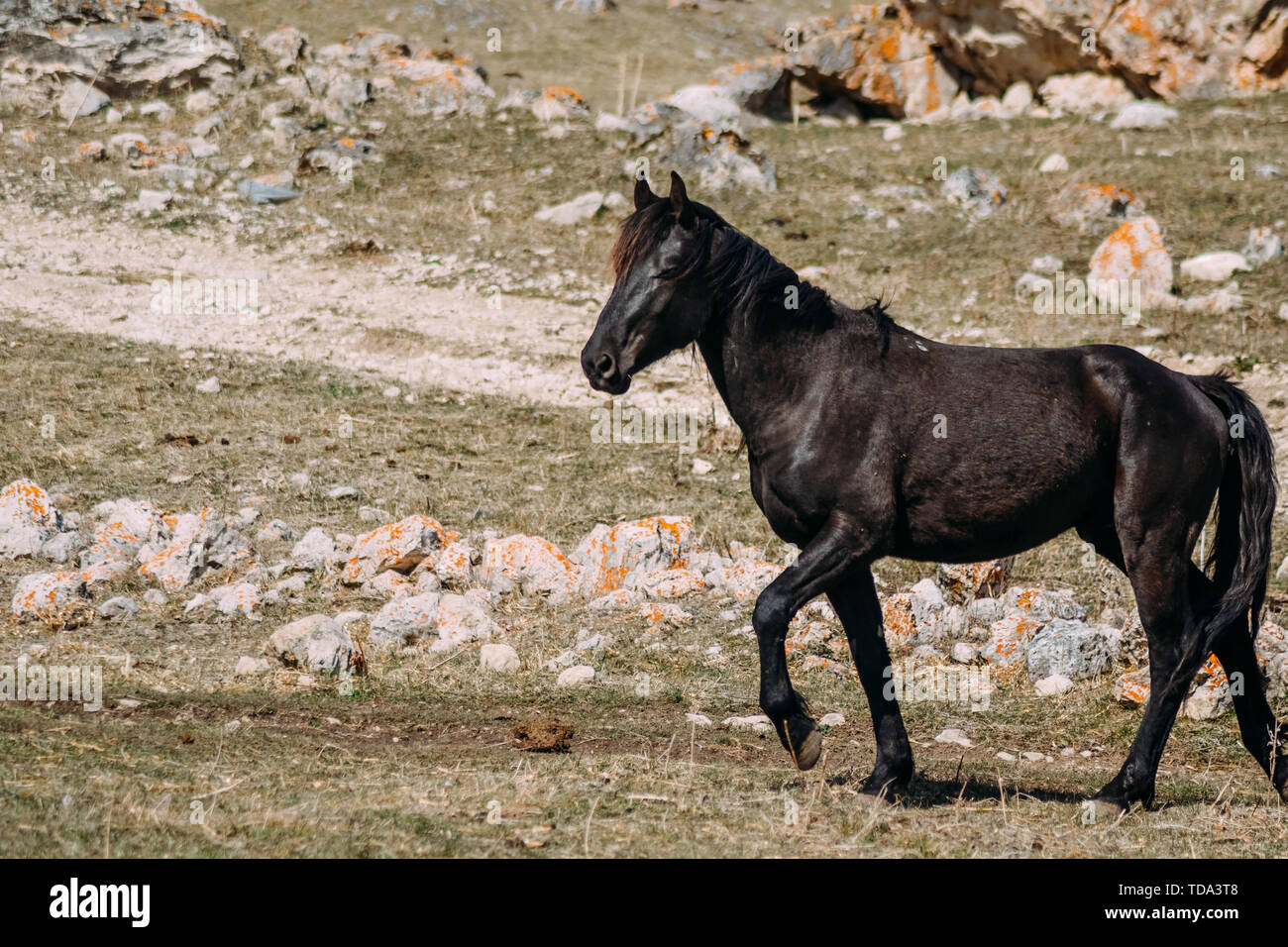 horse in the countryside in the daytime Stock Photo - Alamy