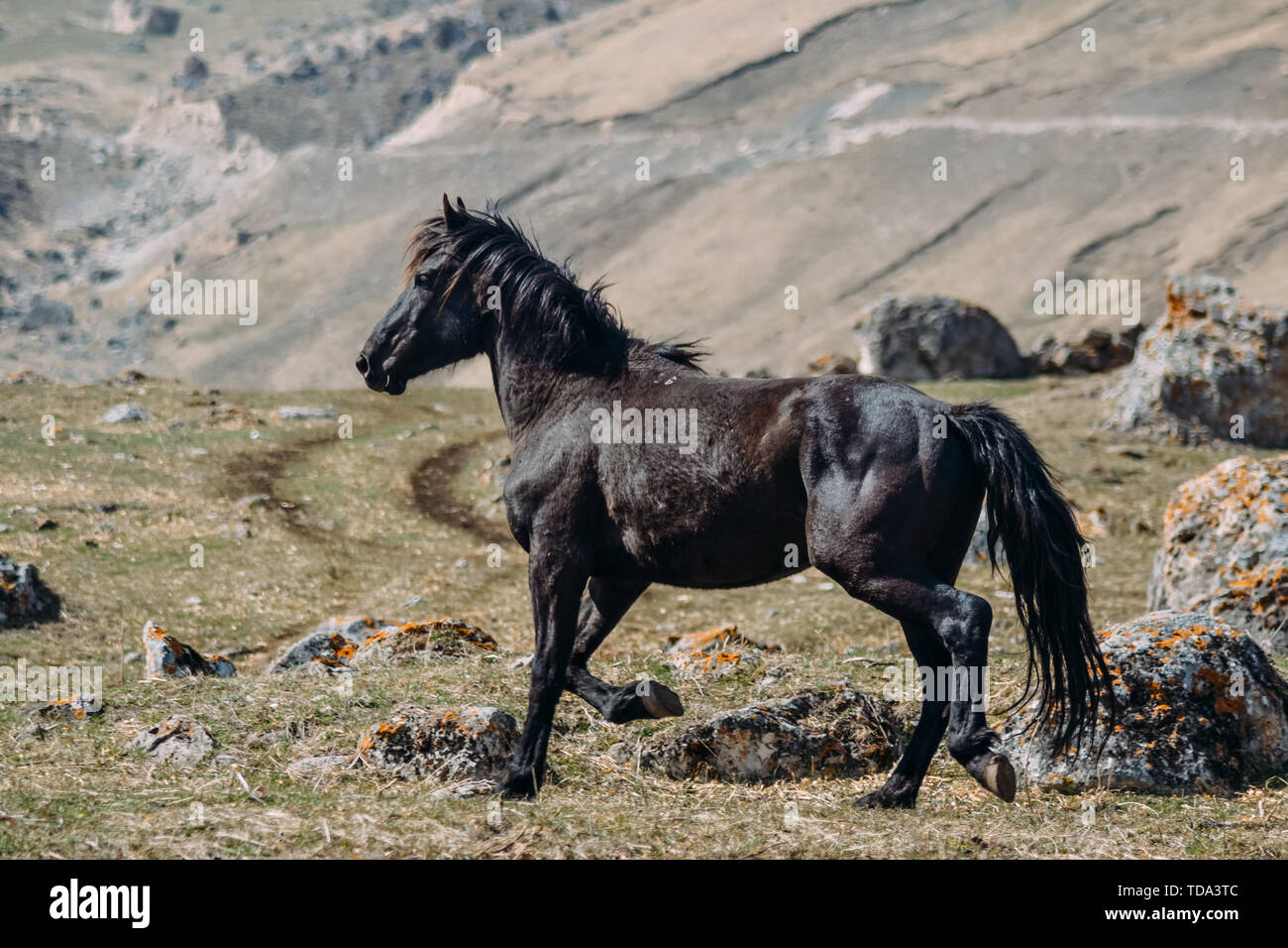 horse in the countryside in the daytime Stock Photo - Alamy