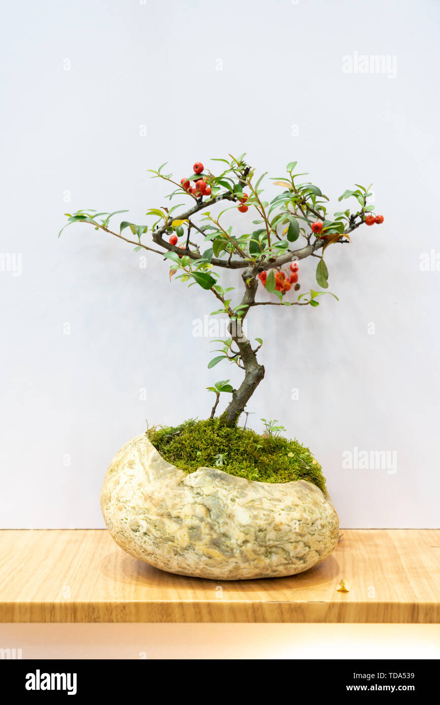 Bonsai exhibition Stock Photo Alamy