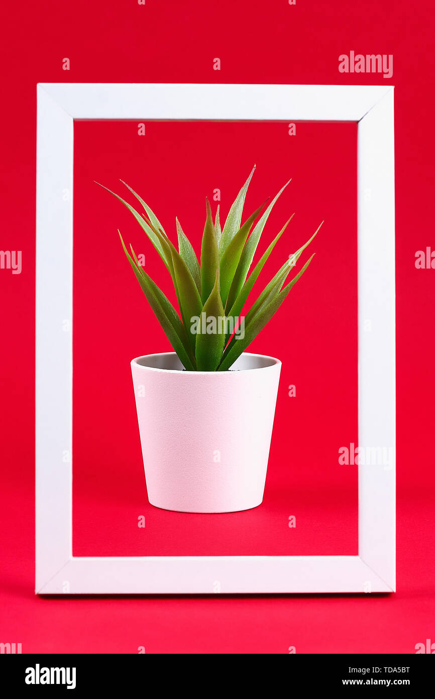 Artificial green grass in a white small pot in a white frame on a red burgundy background. Stock Photo