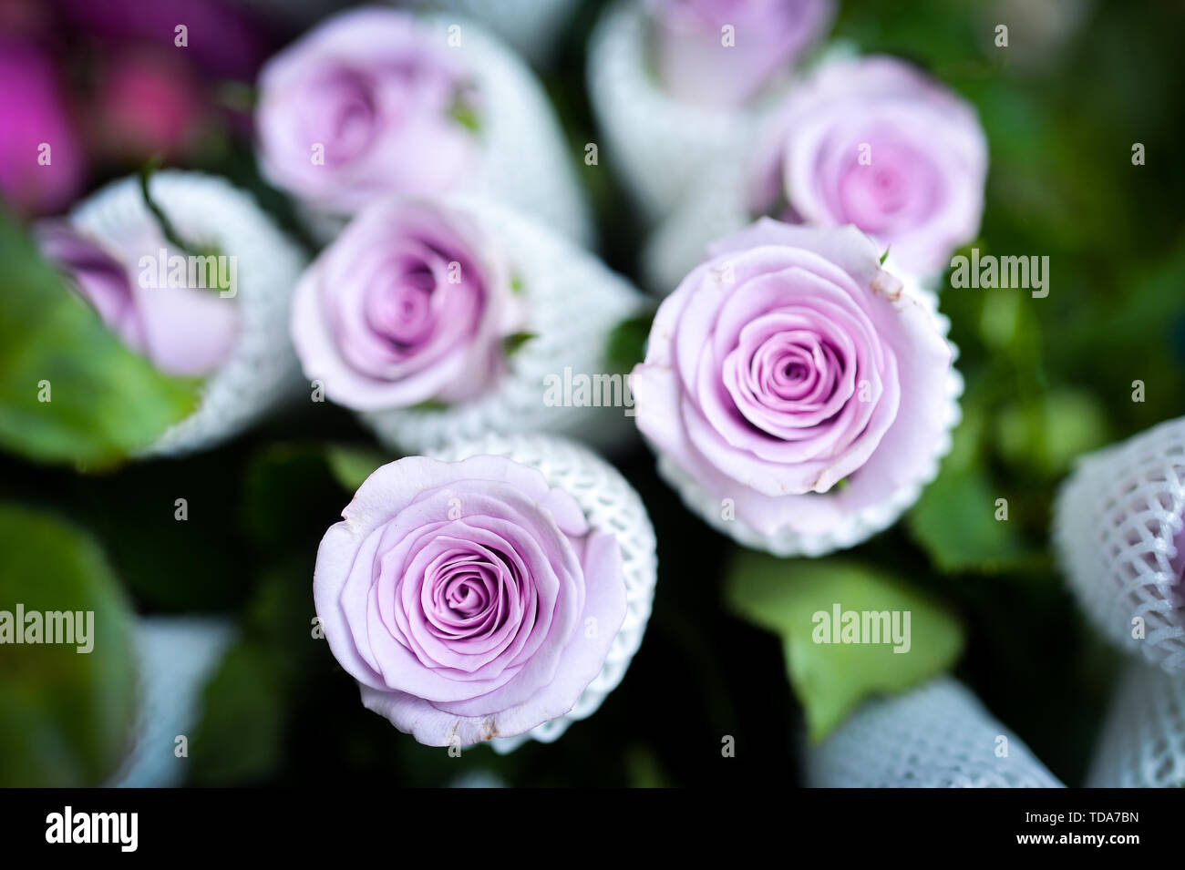 Cut roses arrangements hi-res stock photography and images - Alamy