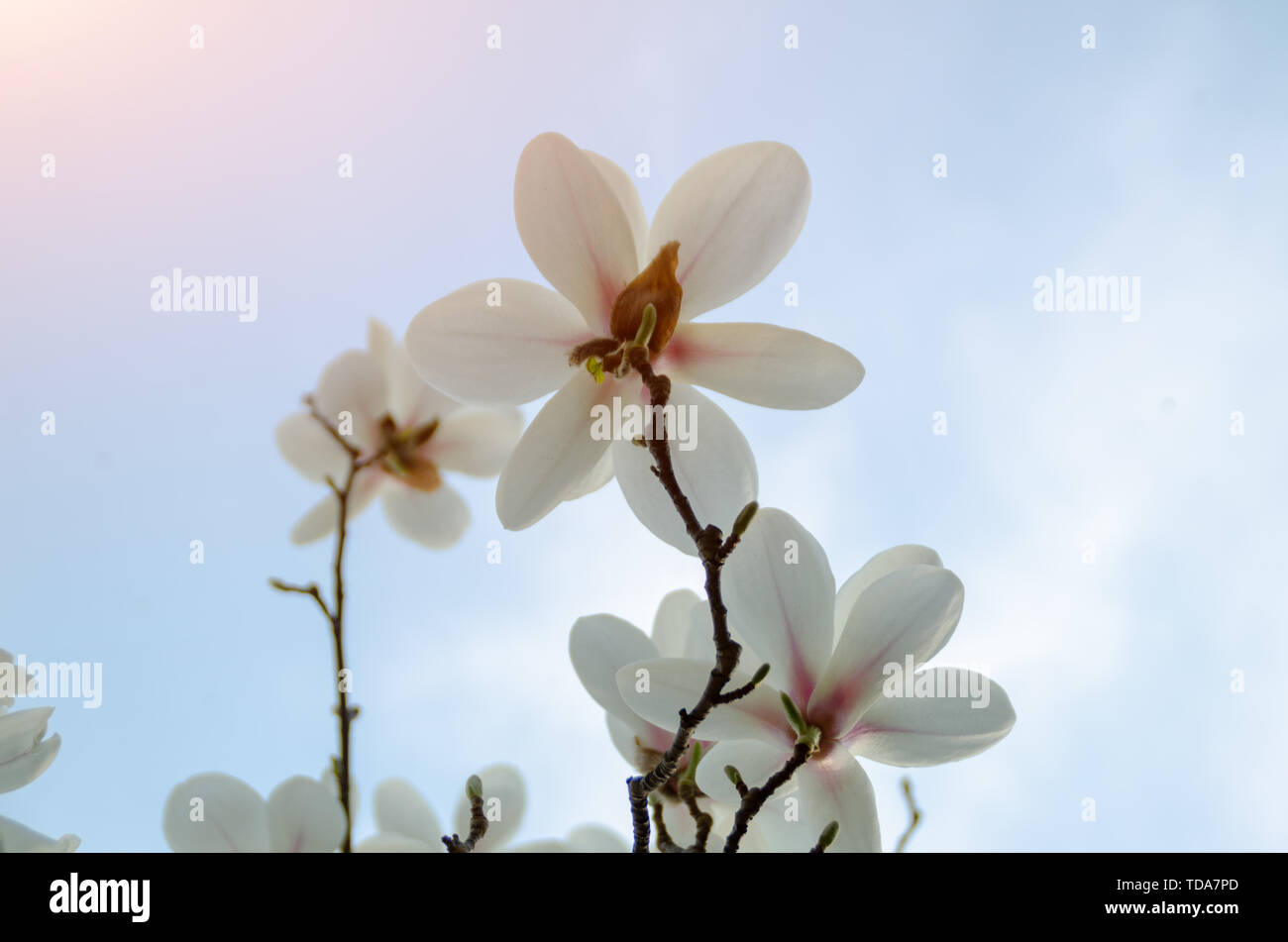 Magnolia flowers in the blue sky and sun Stock Photo - Alamy